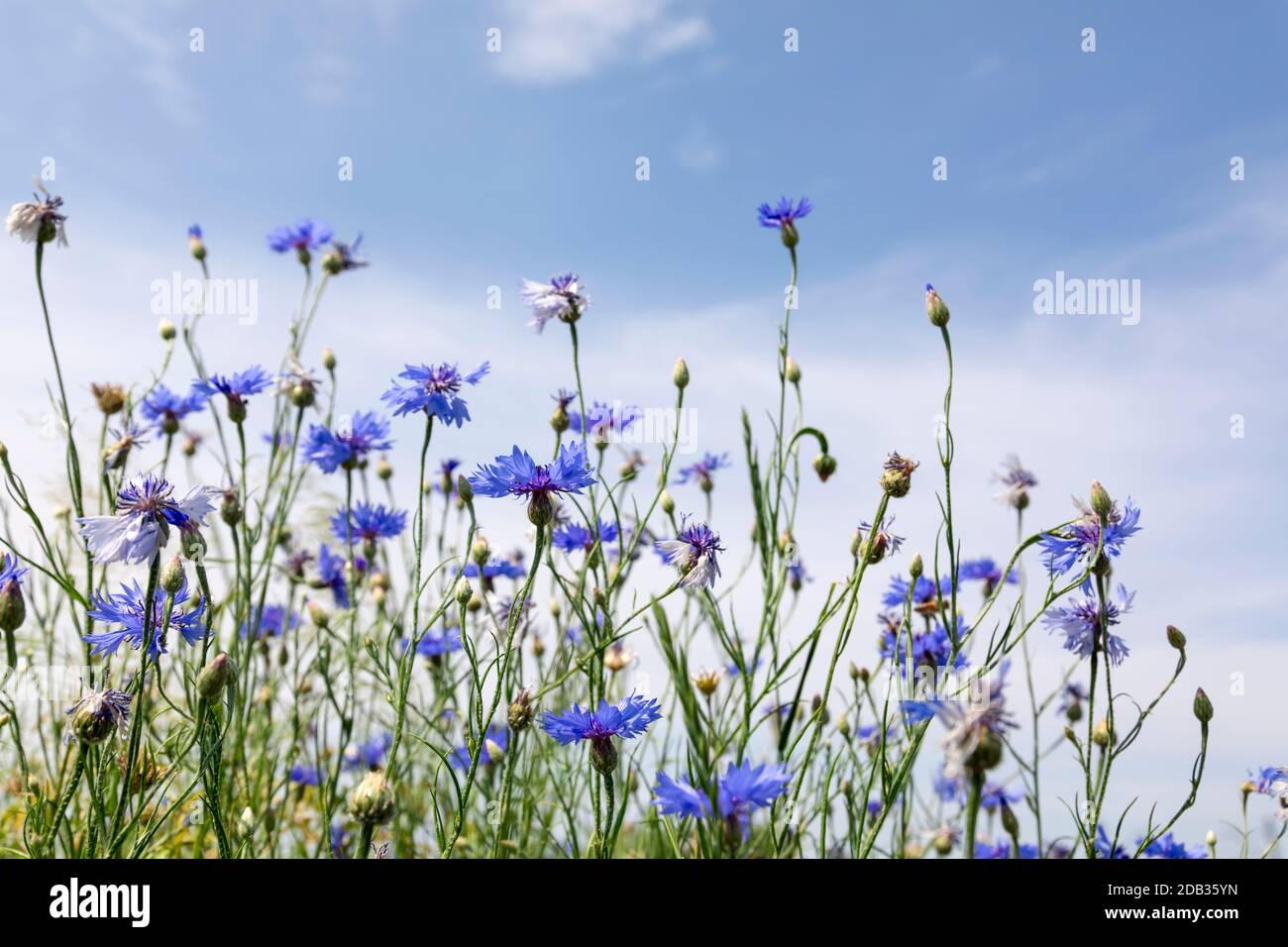 Wilde Blumen am sonnigen blauen Himmel, Frühlingswiese Stockfoto