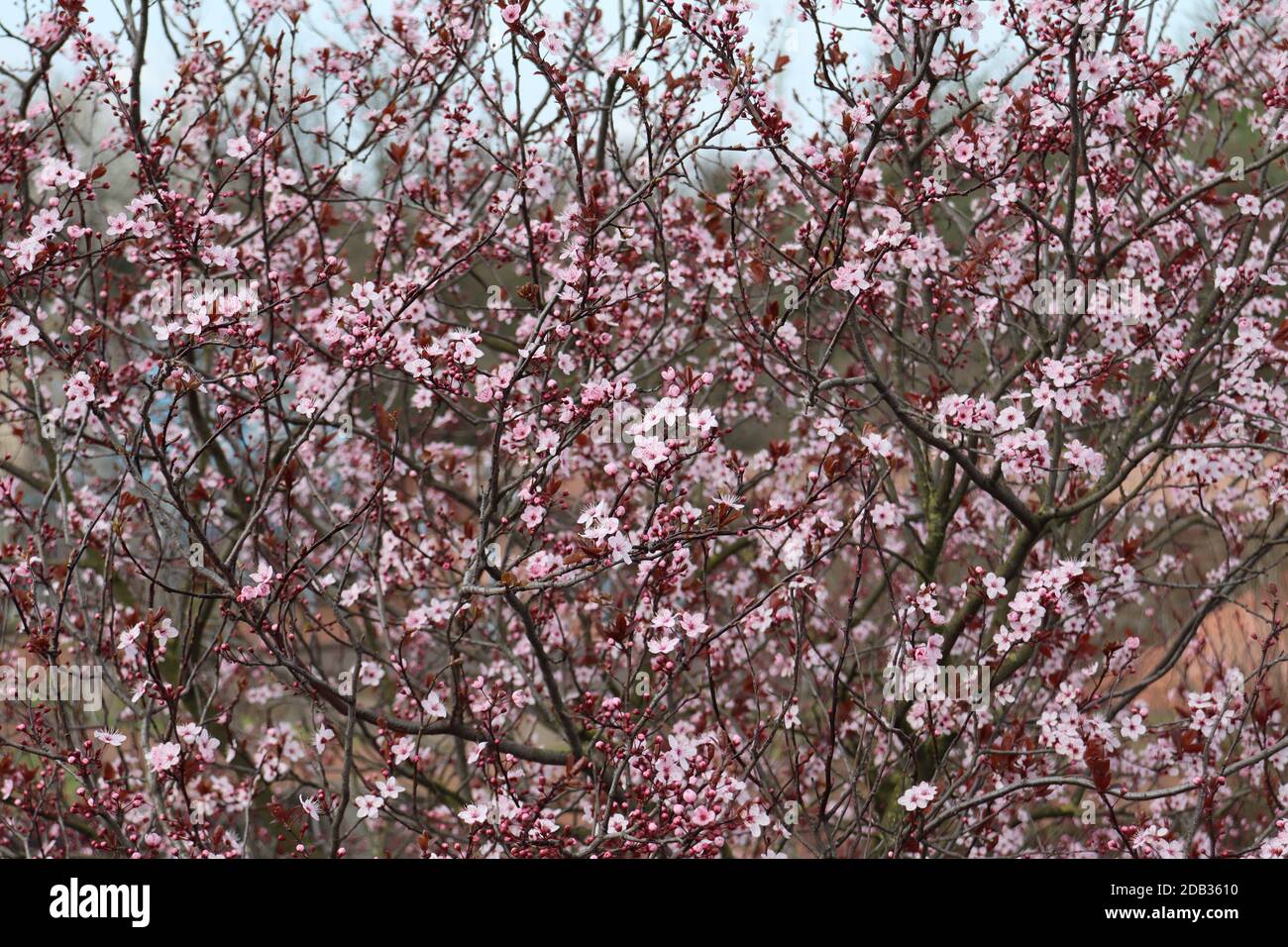 Rosenblühender Baum Stockfoto