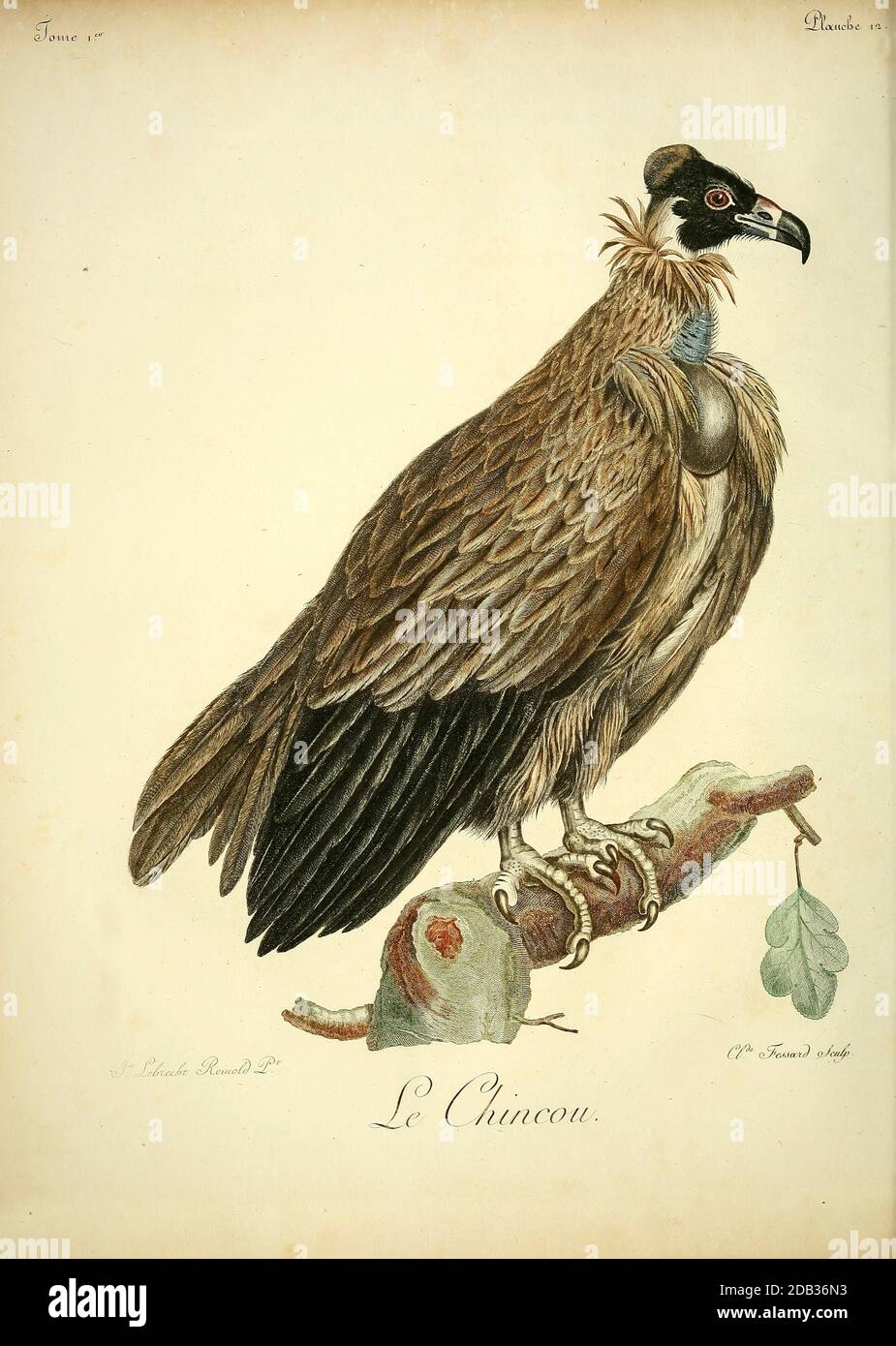 Le Chincou Greifvogel aus dem Buch Histoire naturelle des oiseaux d'Afrique [Naturgeschichte der Vögel Afrikas] von Le Vaillant, François, 1753-1824; Publizieren in Paris von Chez J.J. Fuchs, Bibliothekar .1799 Stockfoto