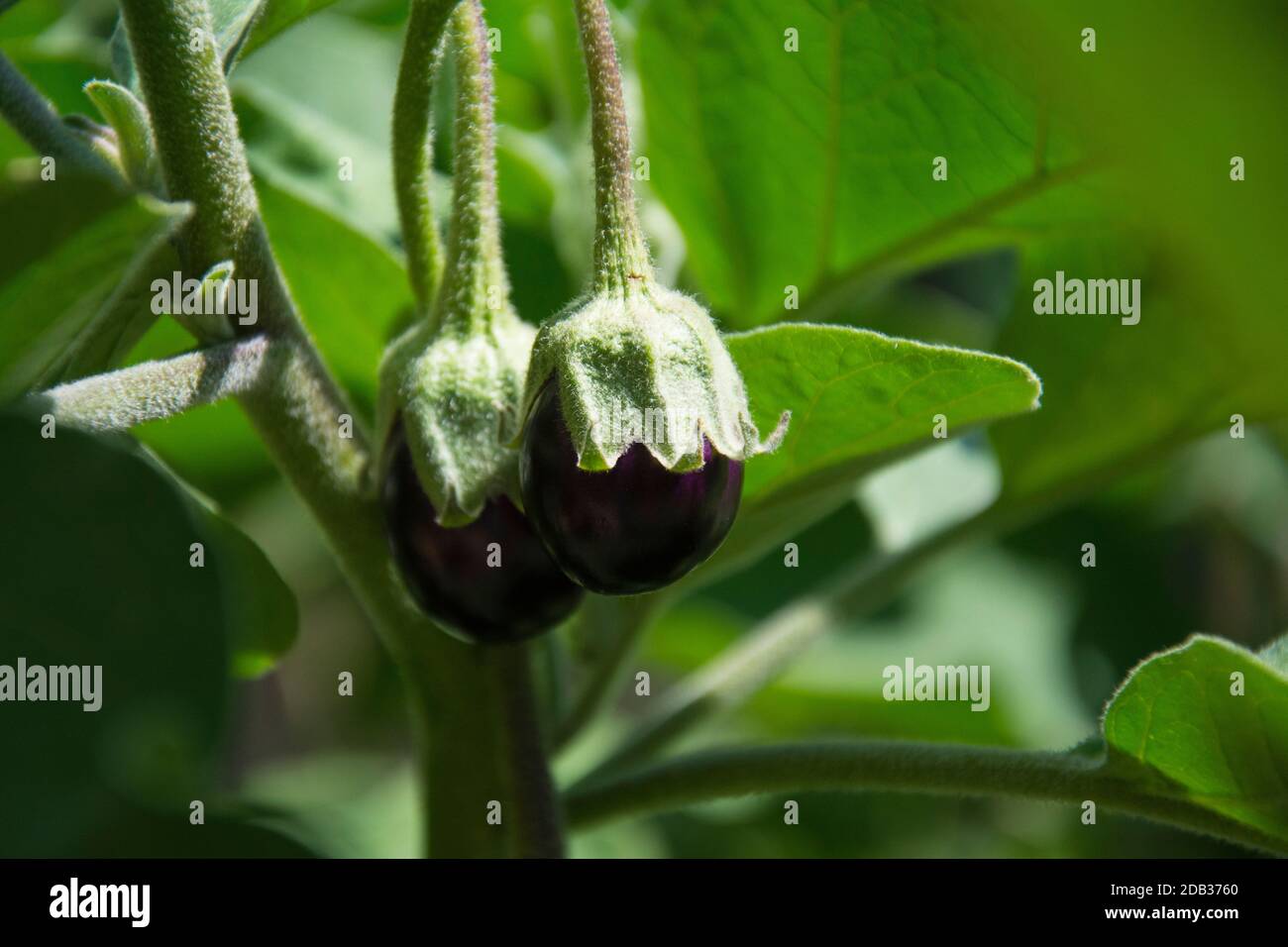 Zwei junge Auberginen Stockfoto