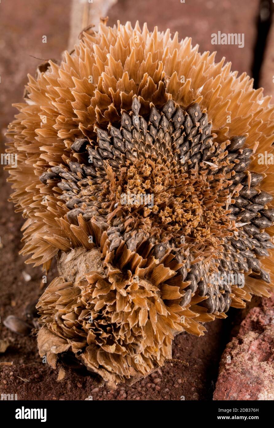 Eine alte Sonnenblume in Nahaufnahme Stockfoto