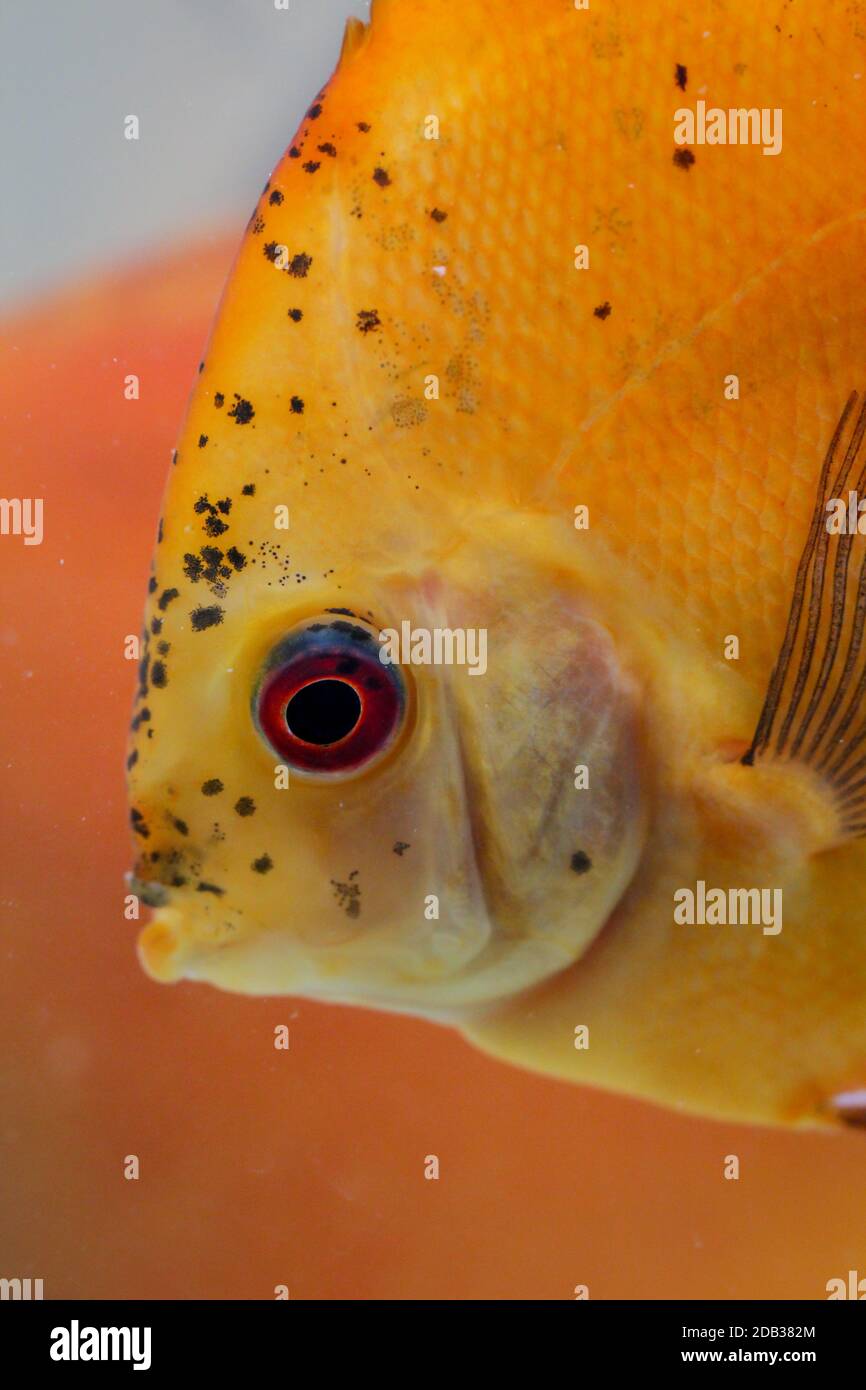 Studie oder Portrait von Diskusfischen im Aquarium Stockfoto