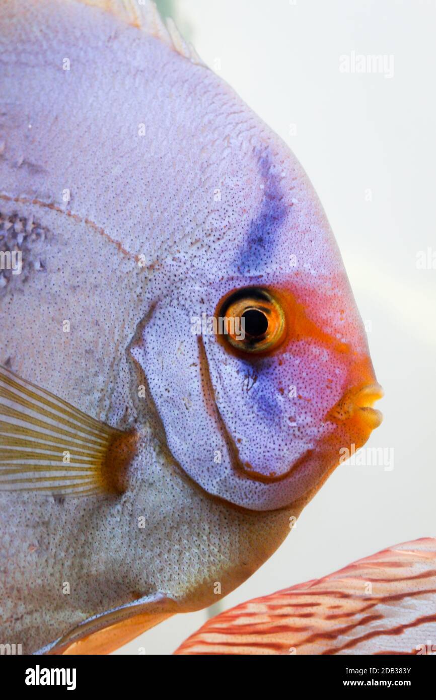 Studie oder Portrait von Diskusfischen im Aquarium Stockfoto