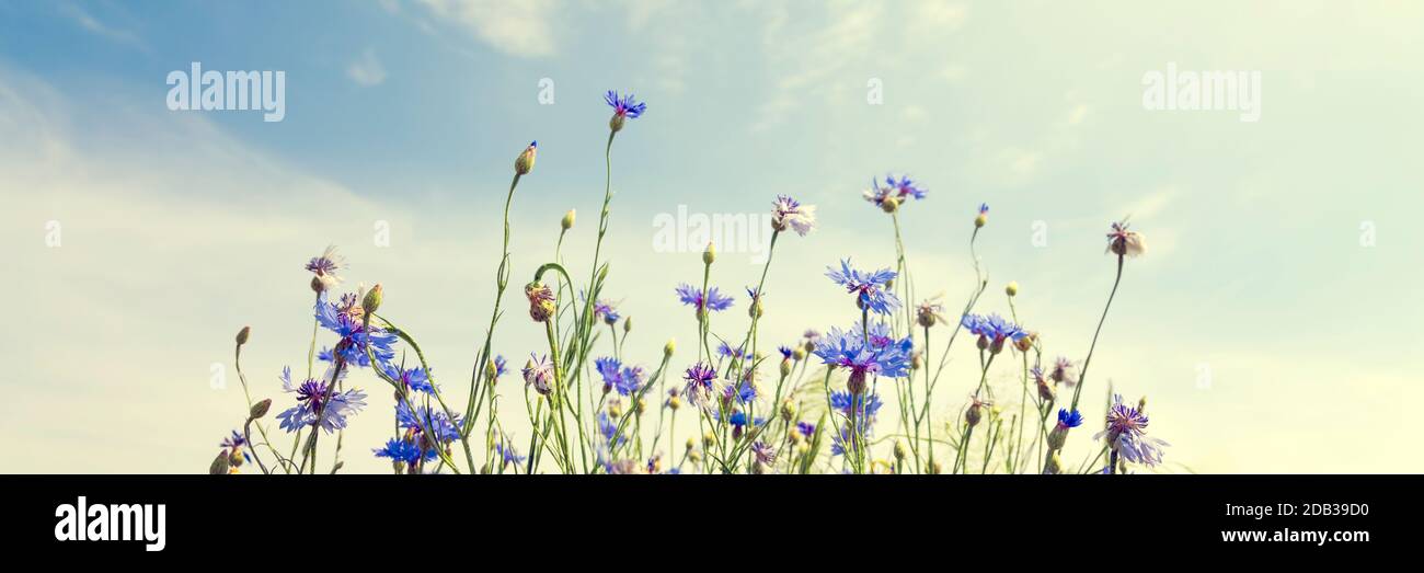 Wilde Blumen am sonnigen blauen Himmel, Frühlingswiese Stockfoto