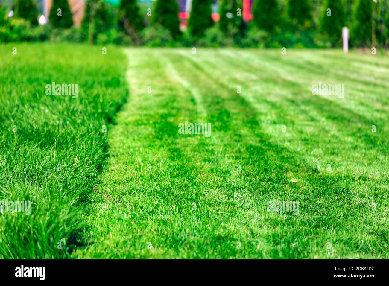 Rasenmäher, grünen Rasen zu mähen, im Hinterhof Stockfoto