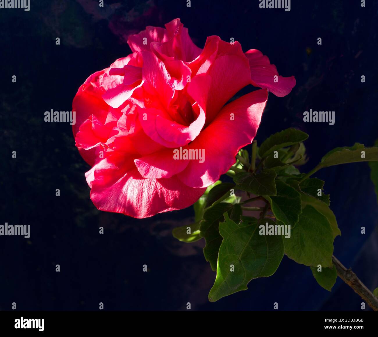 Schöne rote Blume des doppelten Hibiskus mit einem dunkelblauen Hintergrund Stockfoto