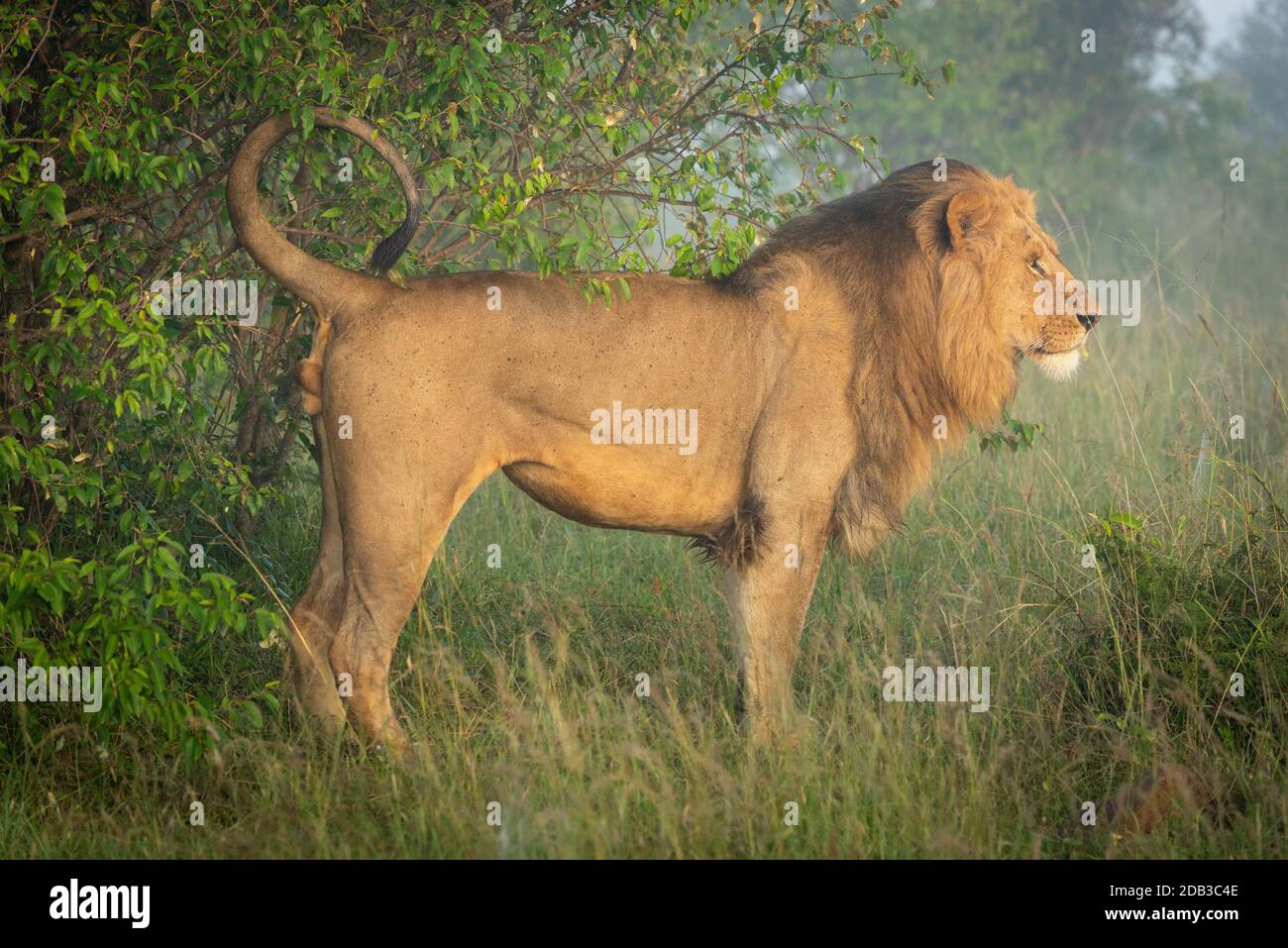 Männlicher Löwe, der sein Territorium durch Busch markiert Stockfoto