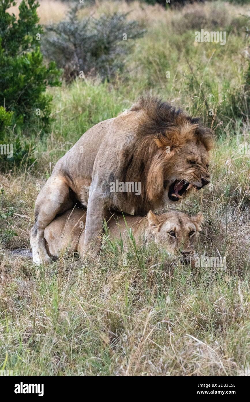 Männliche Löwen brüten während der Paarung im Gras Stockfoto