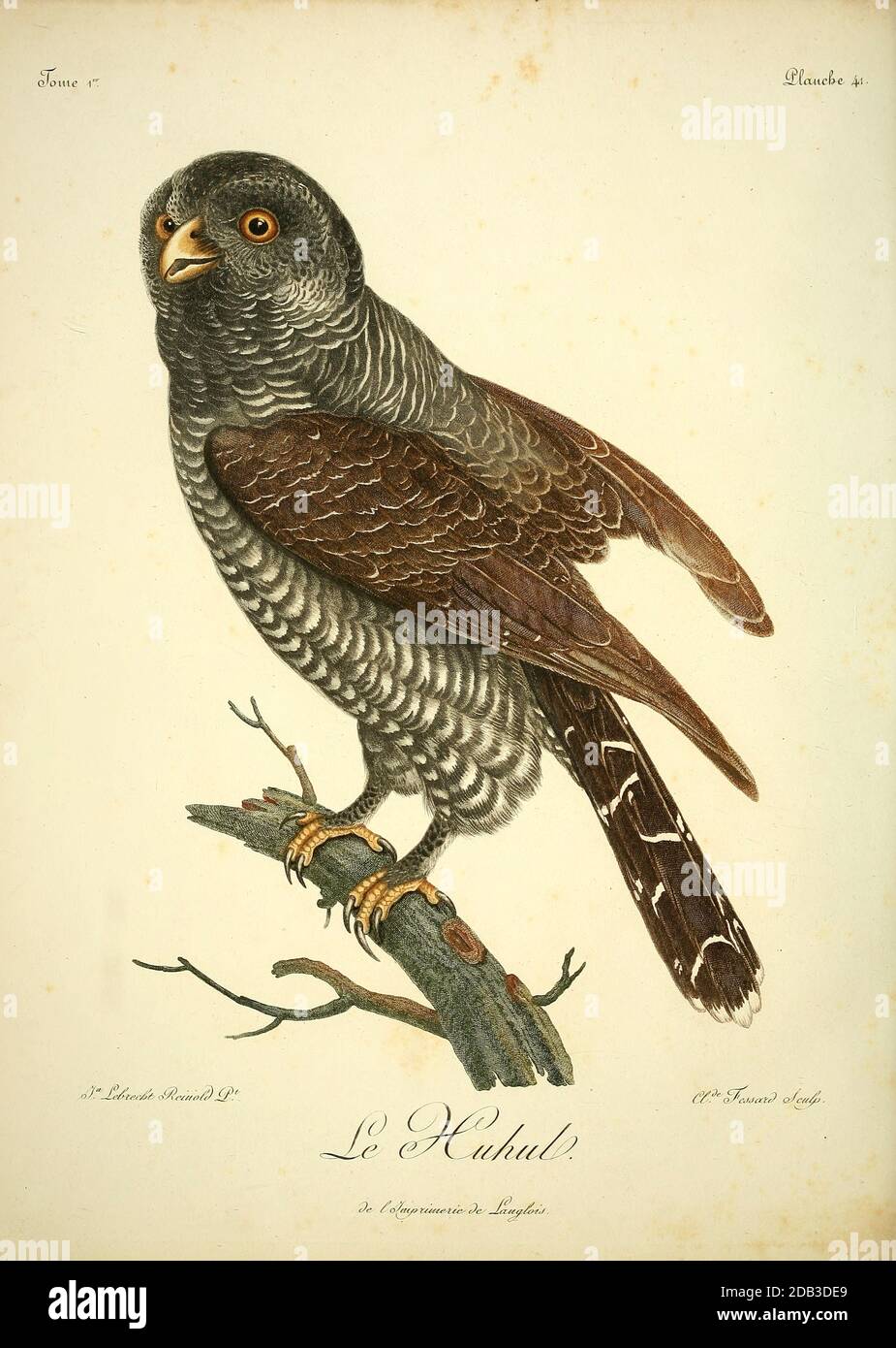 Chouette huhul die schwarze Eule (Strix huhula) ist eine Eulenart aus der Familie der Strigidae. Dieser mittelgrosse schwarz-weiße Neotropikvogel ist eine residierende Spezies, deshalb wandert er nie Greifvogel aus dem Buch Histoire naturelle des oiseaux d'Afrique [Naturgeschichte der Vögel Afrikas] von Le Vaillant, François, 1753-1824; Publizieren in Paris von Chez J.J. Fuchs, Bibliothekar .1799 Stockfoto