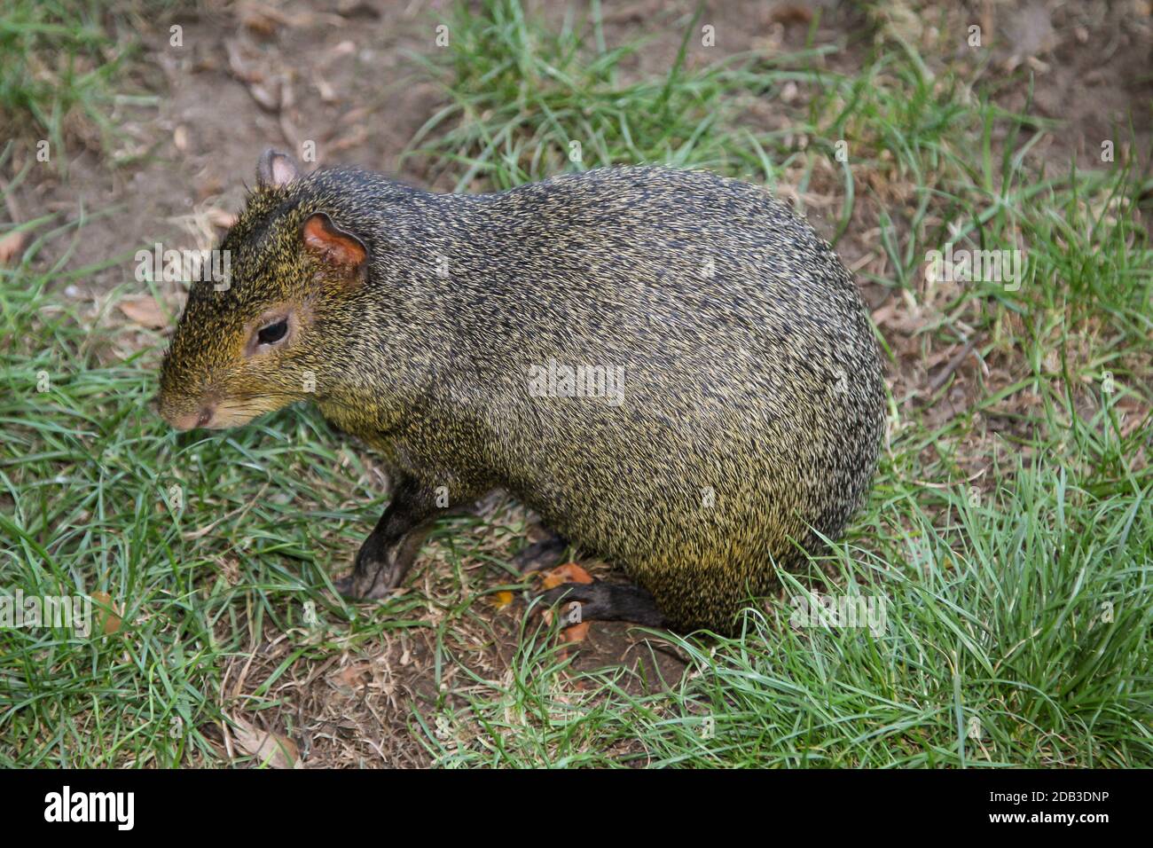 Nagetier In Süd Mittelamerika 4 Buchstaben Braunes pelziges nagetier -Fotos und -Bildmaterial in hoher Auflösung