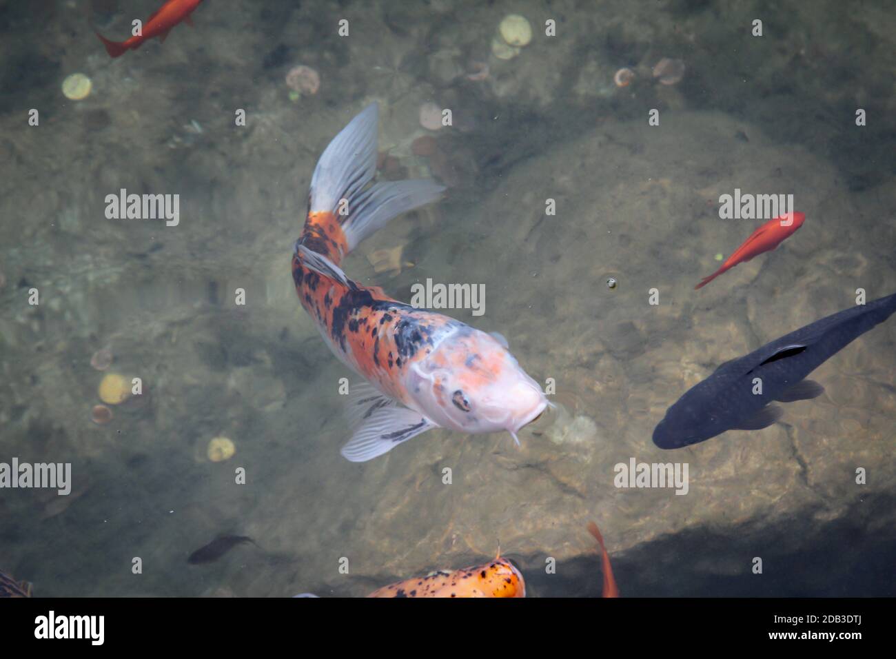 Engel koi Fotos und Bildmaterial in hoher Auflösung Alamy