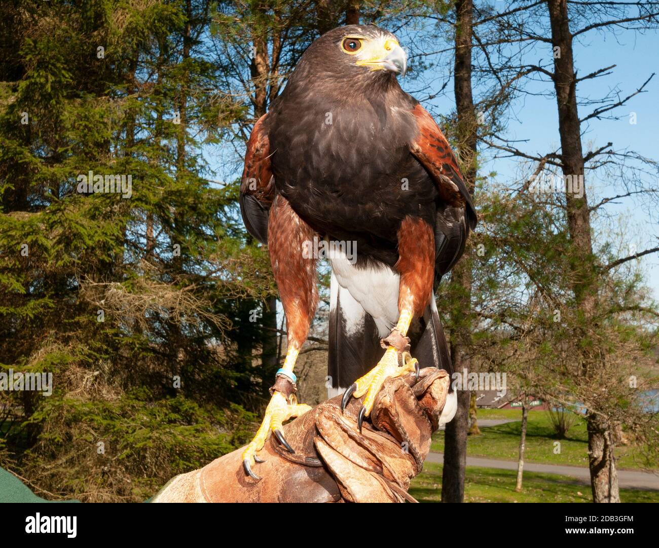 Monty 'the HarrisHawk hat sich im Birds of Prey Center, Kielder Water and Forest Park, Northumberland, England, an den Handschuh des Tierpflegers gebunden Stockfoto