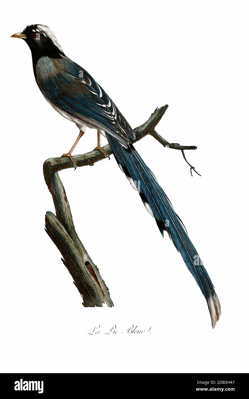 Pie bleue - die Azurelbe (Cyanopica cyanus) ist ein Vogel in der Krähenfamilie. Sie ist 31–35 cm lang und ähnelt in ihrer Gesamtform der Eurasischen Elster (Pica pica), ist aber schlanker mit proportional kleineren Beinen und Schnabel. Es gehört zur Gattung Cyanopica. Aus dem Buch Histoire naturelle des oiseaux d'Afrique [Naturgeschichte der Vögel Afrikas] Band 2, von Le Vaillant, François, 1753-1824; Publizieren in Paris von Chez J.J. Fuchs, Bibliothekar 1799 Stockfoto