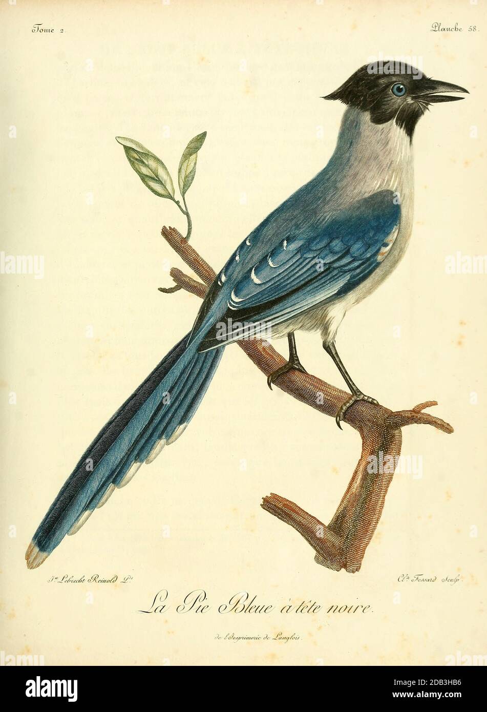 Pie ibérique - die Iberische Elster (Cyanopica cochi) ist ein Vogel in der Krähenfamilie. Sie ist 31–35 cm lang und ähnelt in ihrer Gesamtform der Eurasischen Elster (Pica pica), ist aber schlanker mit proportional kleineren Beinen und Schnabel. Es gehört zur Gattung Cyanopica. Aus dem Buch Histoire naturelle des oiseaux d'Afrique [Naturgeschichte der Vögel Afrikas] Band 2, von Le Vaillant, François, 1753-1824; Publizieren in Paris von Chez J.J. Fuchs, Bibliothekar 1799 Stockfoto