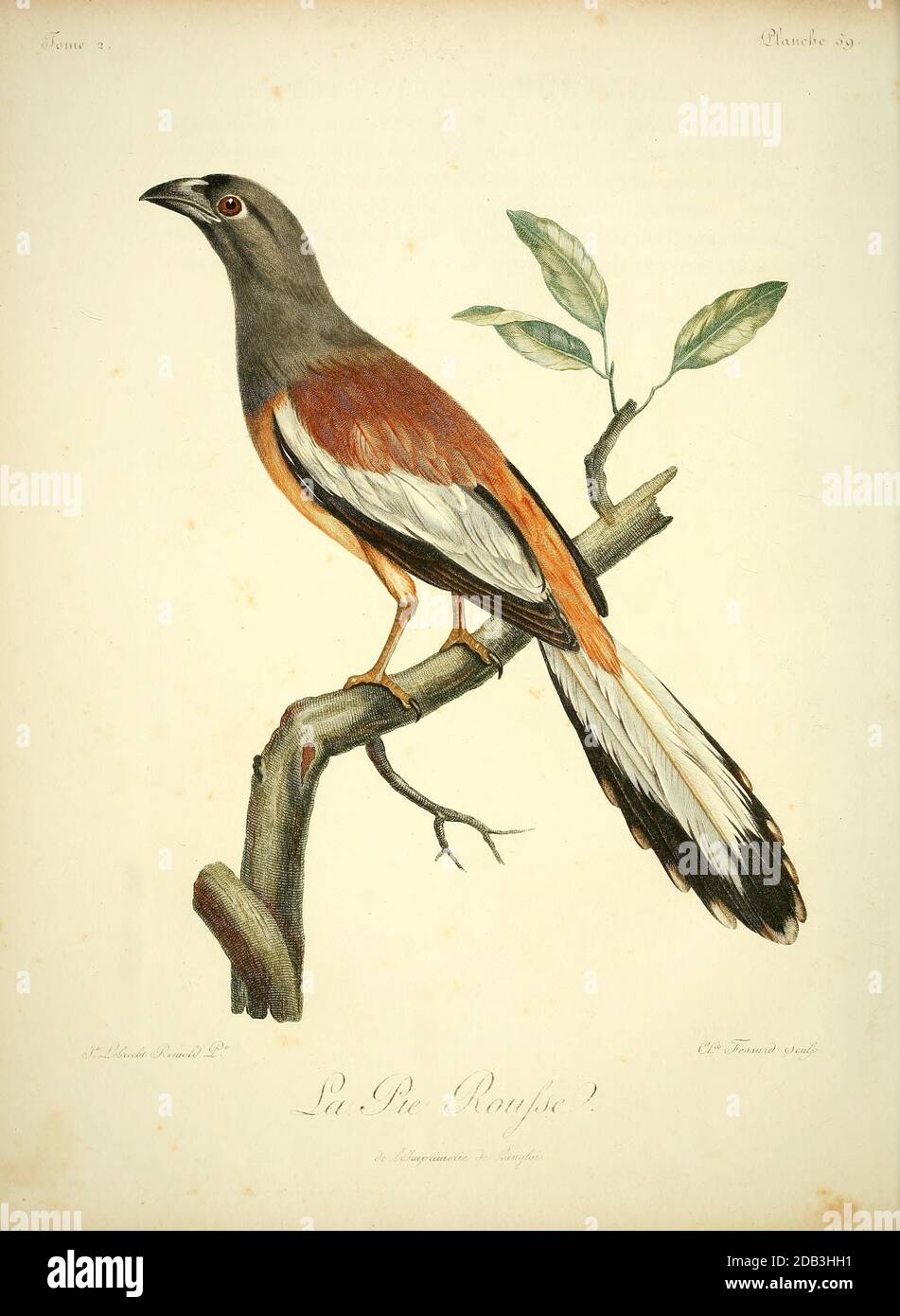 Pie-grièche à tête rousse der Schwalbenwürger (Lanius Senator) ist ein Mitglied der Garnelenfamilie Laniidae. Der Gattungsname Lanius leitet sich vom lateinischen Wort für "Metzger" ab, und einige Würger werden wegen ihrer Ernährungsgewohnheiten auch als "Metzgervögel" bezeichnet. Aus dem Buch Histoire naturelle des oiseaux d'Afrique [Naturgeschichte der Vögel Afrikas] Band 2, von Le Vaillant, François, 1753-1824; Veröffentlicht in Paris von Chez J.J. Fuchs, Bibliothekar 1799 Stockfoto
