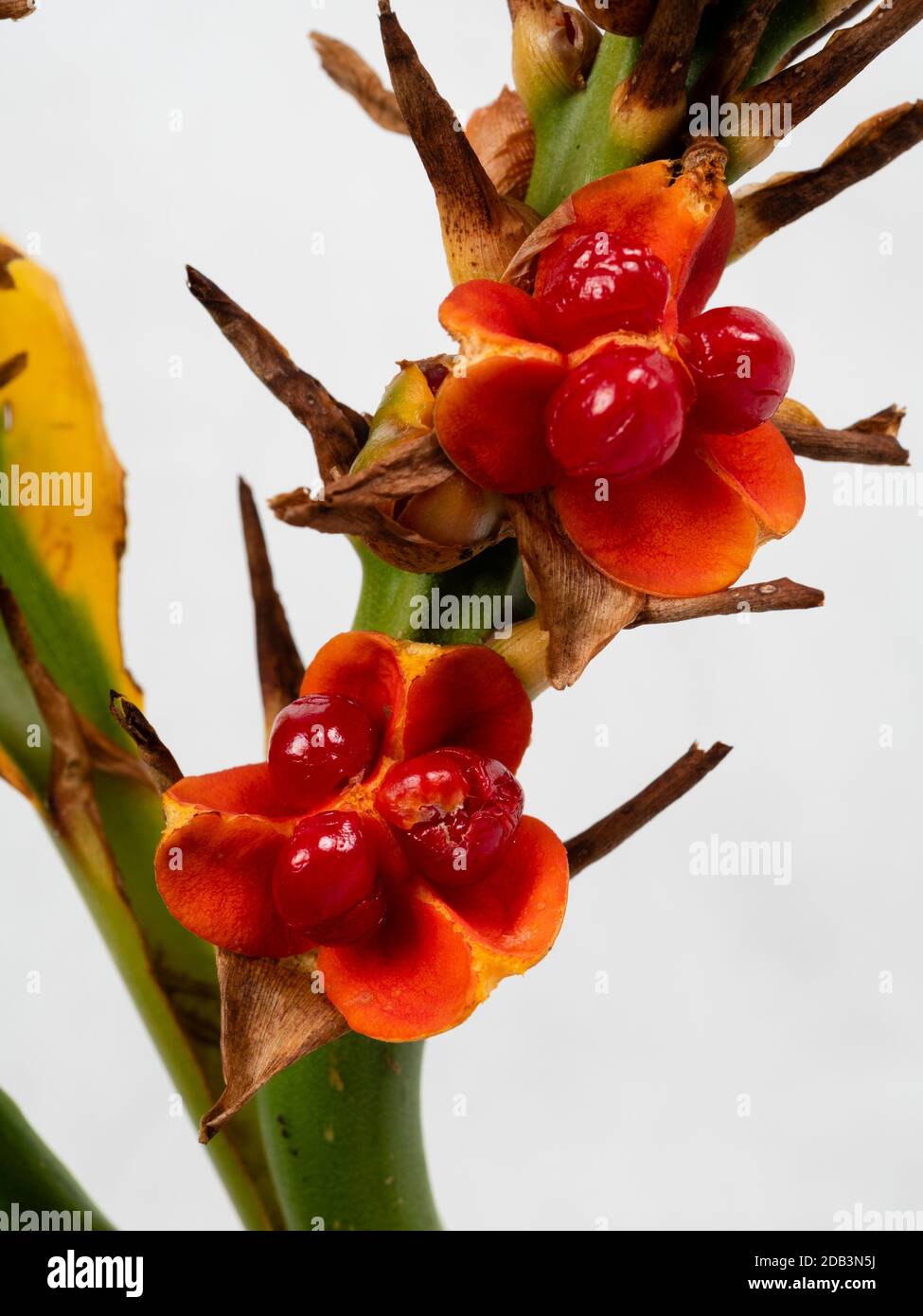 Fleischige rote Samen in den Herbstspitzen der winterharten exotischen Staude Hedychium densiflorum 'Stephen' Stockfoto