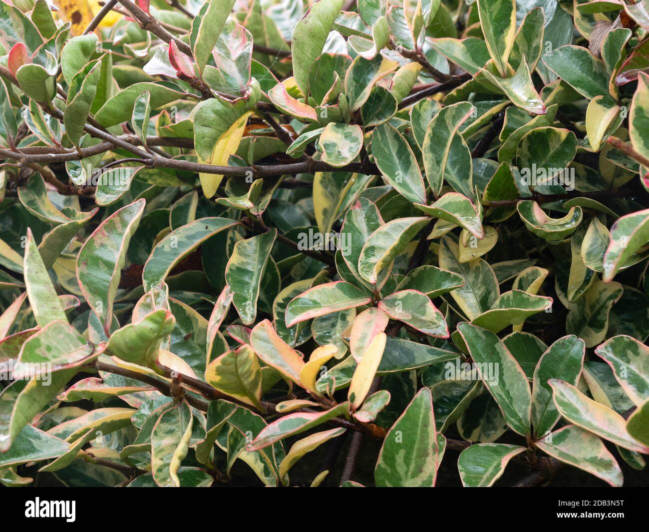 Rot umrandete grüne und cremefarbene Winterblätter des immergrünen hardy Wandstrauch Trachelospermum jasminoides 'Variegatum' Stockfoto