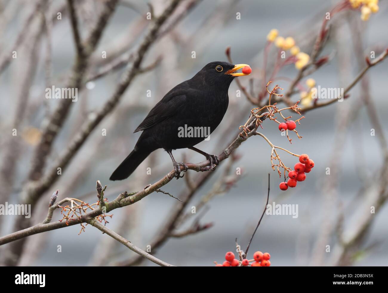 Schwarzvogel Männchen, Turdus merula, auf einer Bergasche Stockfoto