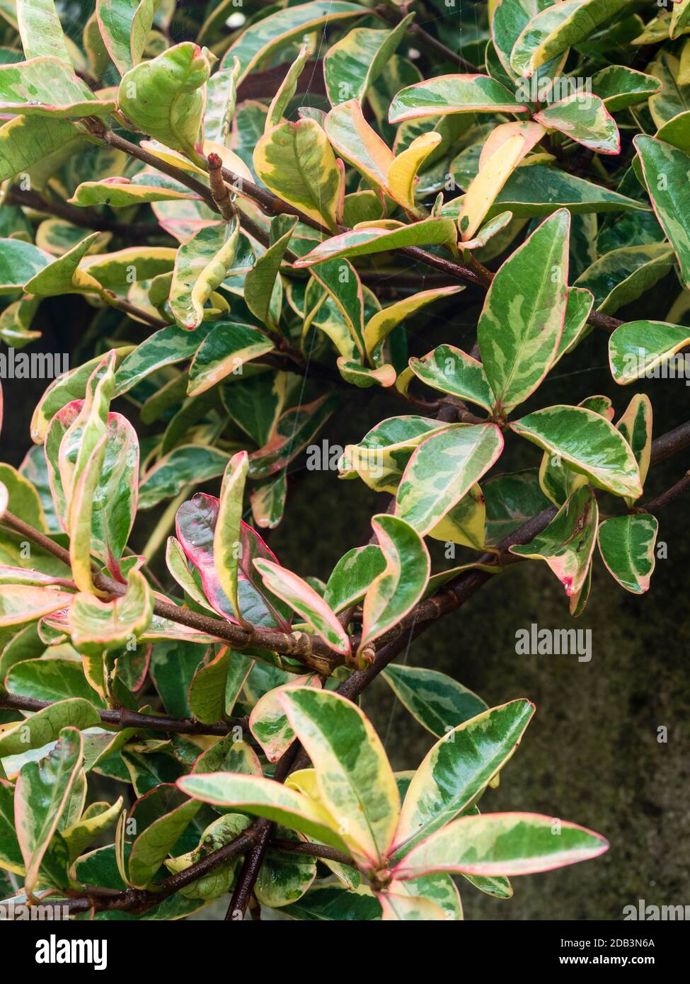 Rot umrandete grüne und cremefarbene Winterblätter des immergrünen hardy Wandstrauch Trachelospermum jasminoides 'Variegatum' Stockfoto
