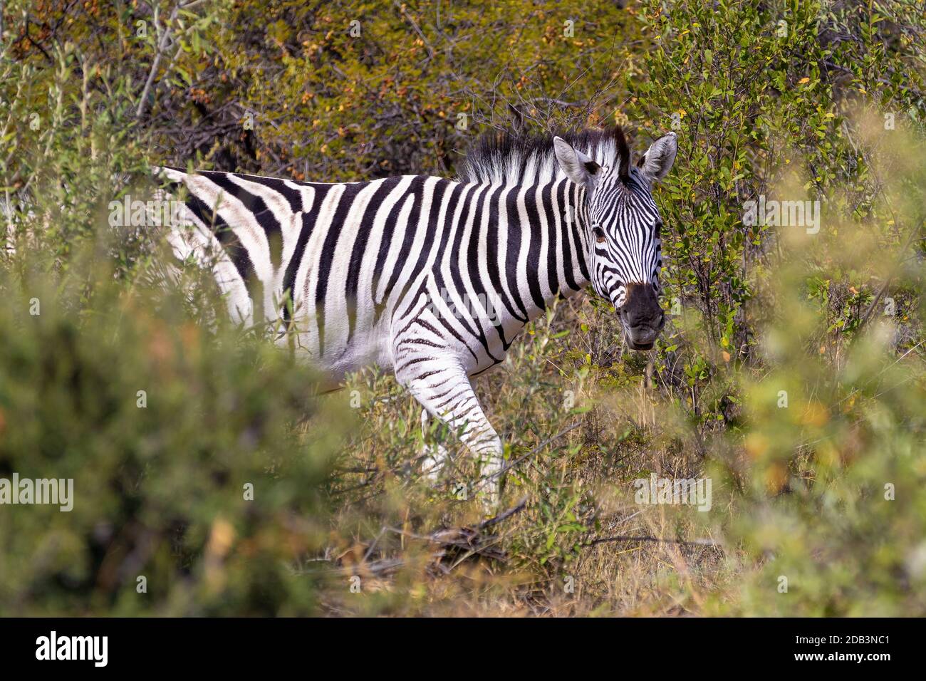 Schöne abgestreift Zebra Kopf im afrikanischen Busch. Khama Rhino Sanctuary Reservierung, Botswana Safari Wildlife. Wildes Tier in der Natur Lebensraum. Dies ist Stockfoto