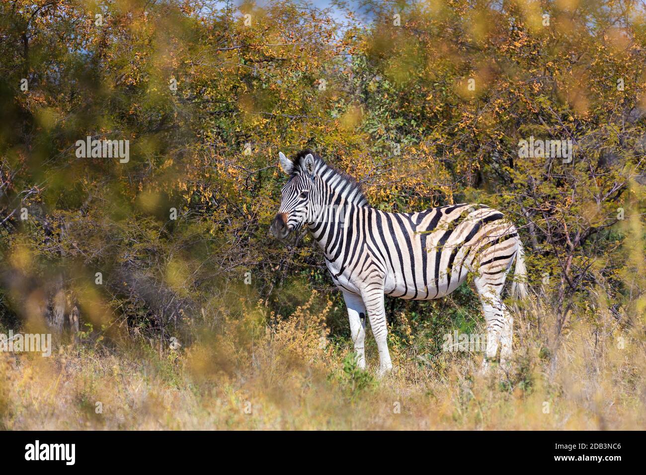 Schöne abgestreift Zebra Kopf im afrikanischen Busch. Khama Rhino Sanctuary Reservierung, Botswana Safari Wildlife. Wildes Tier in der Natur Lebensraum. Dies ist Stockfoto