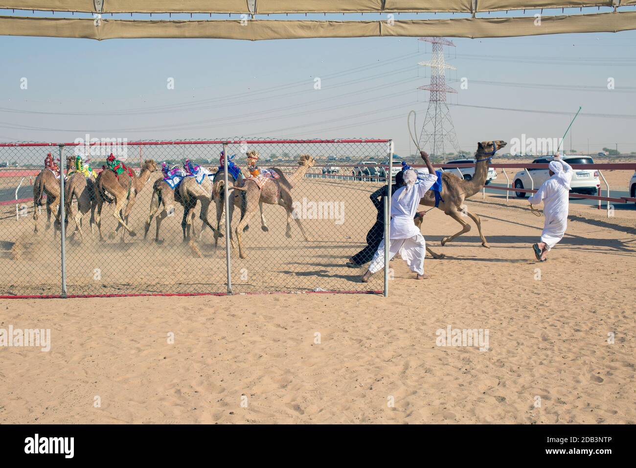Vereinigte Arabische Emirate / Al Dhaid / Kamelrennen in der Zentralregion des Emirats Sharjah in den Vereinigten Arabischen Emiraten . Stockfoto