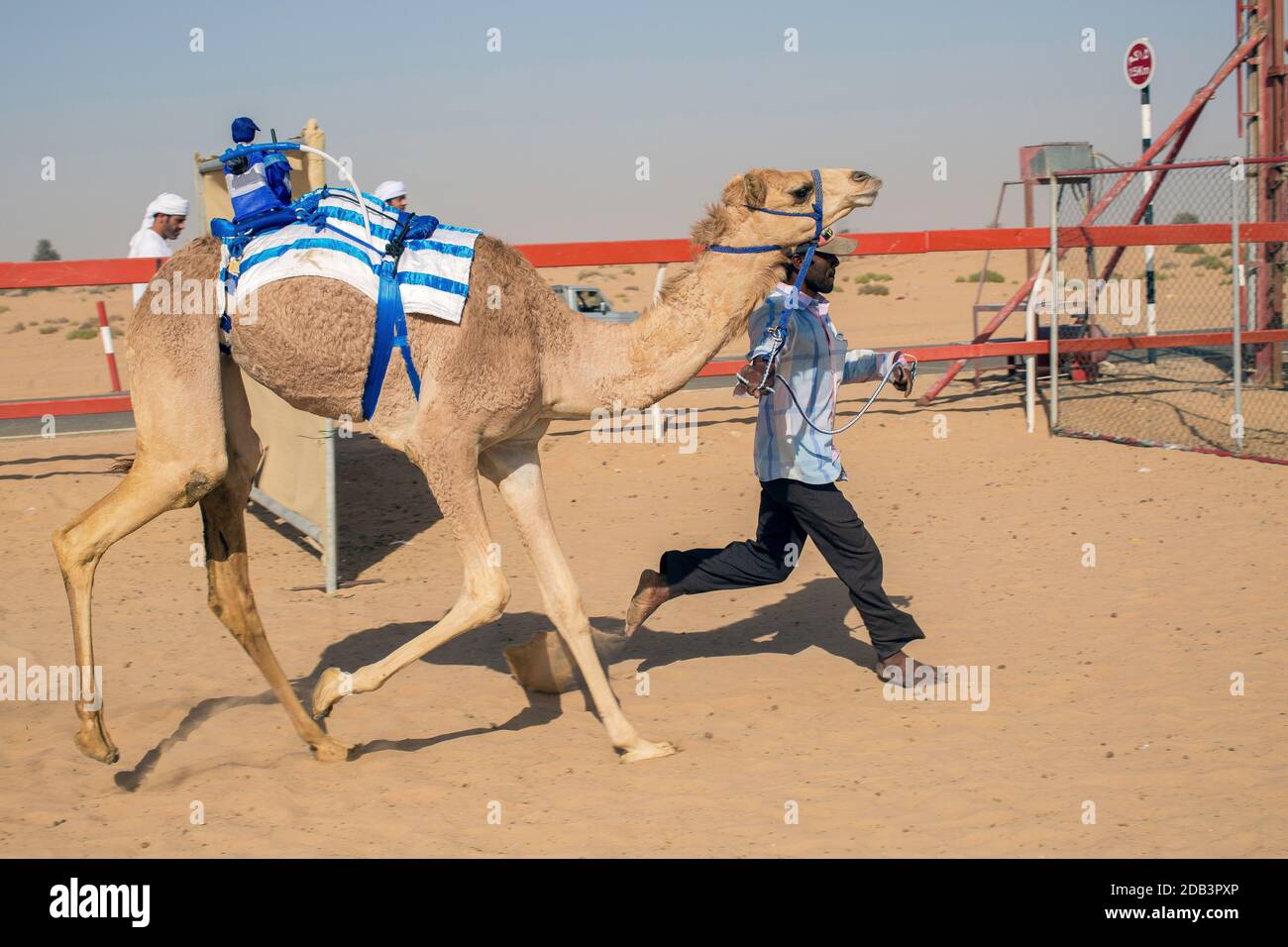 Vereinigte Arabische Emirate / Al Dhaid / Kameltrainer mit ihren Kamelen auf der Kamelrennbahn. Stockfoto