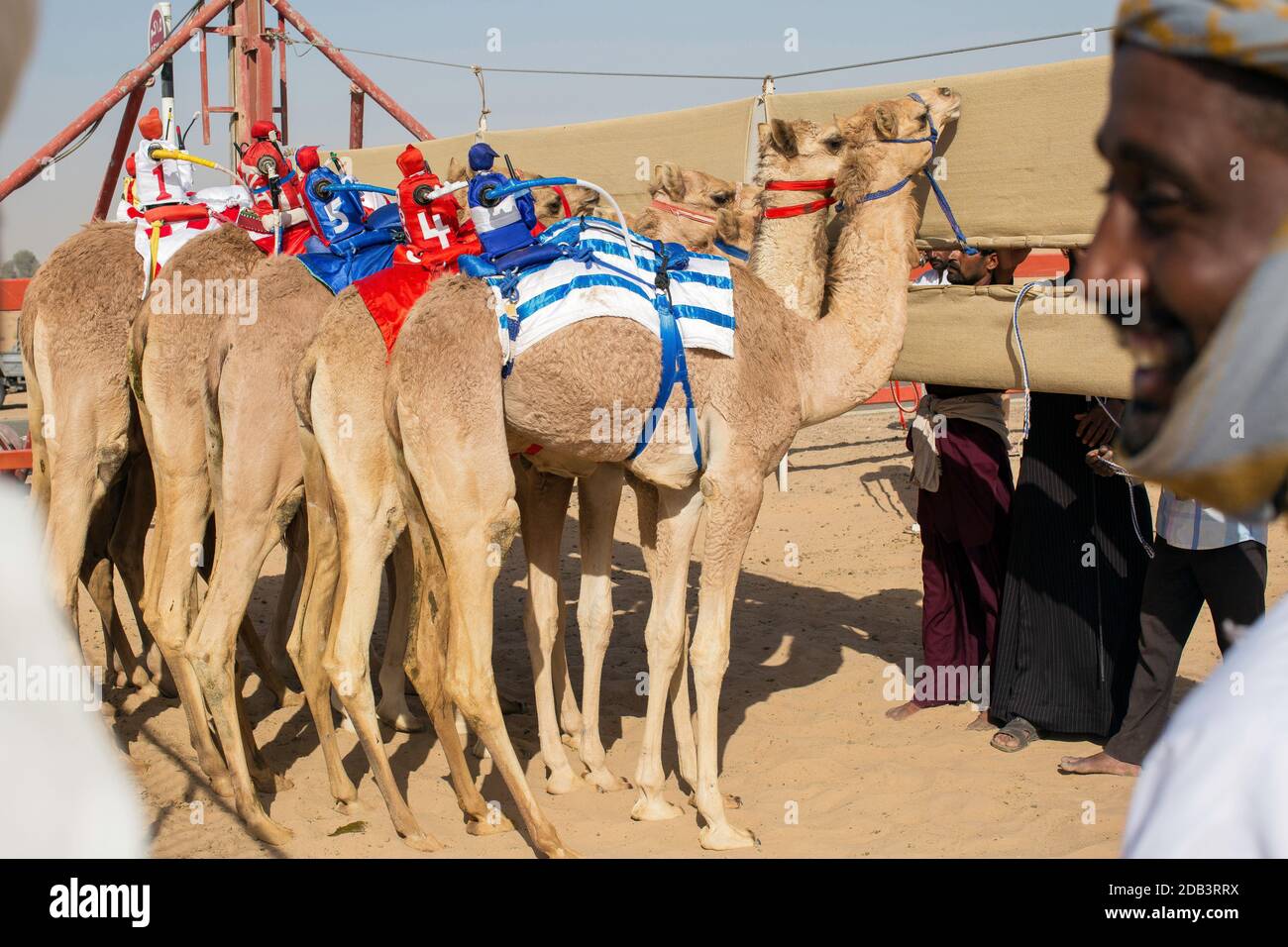 Vereinigte Arabische Emirate / Al Dhaid / Kamelrennen in der Zentralregion des Emirats Sharjah in den Vereinigten Arabischen Emiraten . Stockfoto