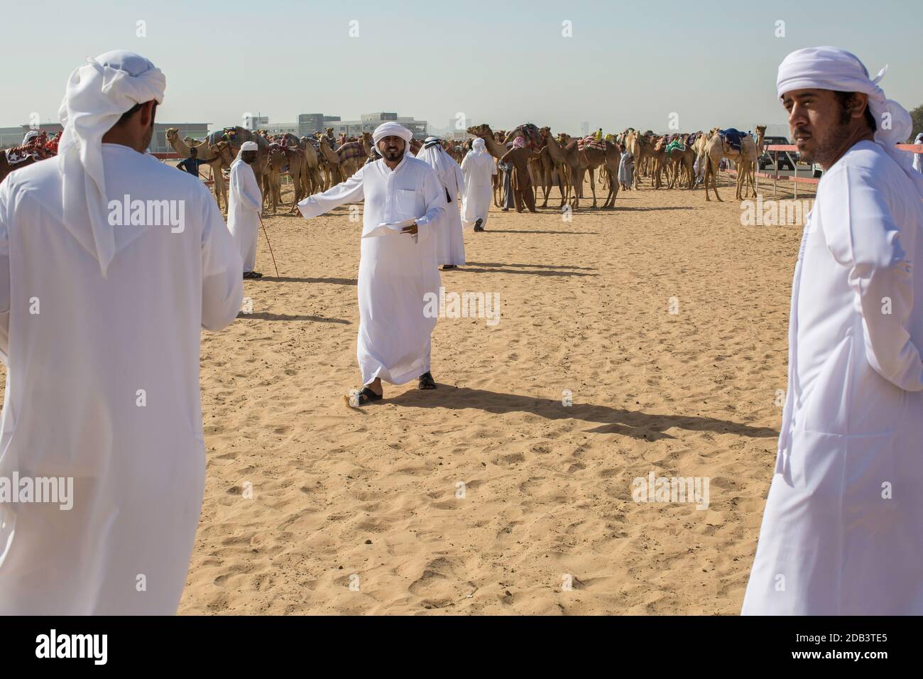 Vereinigte Arabische Emirate / Al Dhaid / vor dem Rennen wird das Kamel registriert. Stockfoto