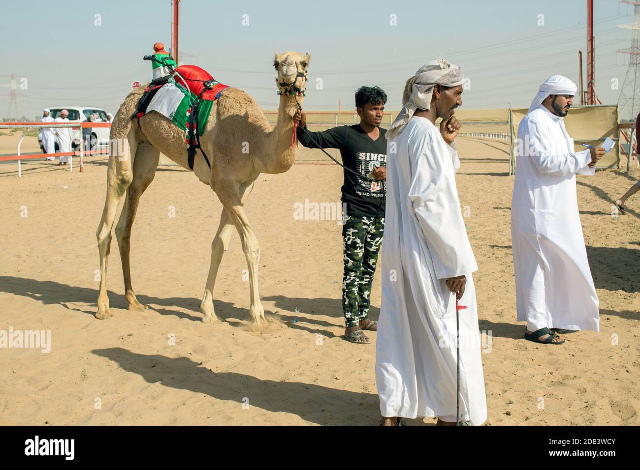 Vereinigte Arabische Emirate / Al Dhaid / vor dem Rennen wird das Kamel registriert. Stockfoto