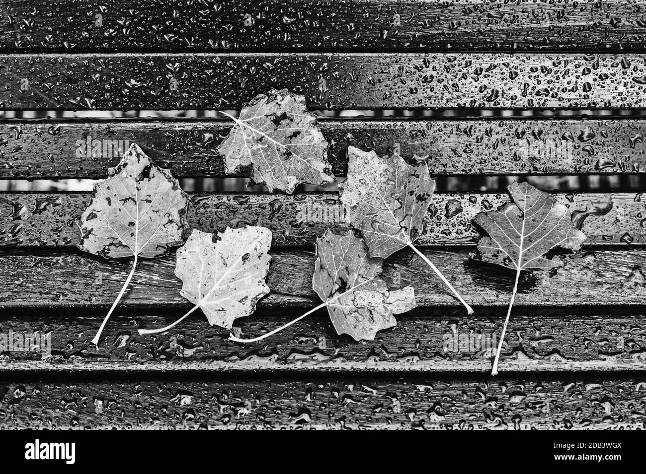 Nasse Herbstblätter, Detail der umgestürzten Blätter eines Baumes, Jahreszeit des Jahres, Kälte und Regen Stockfoto