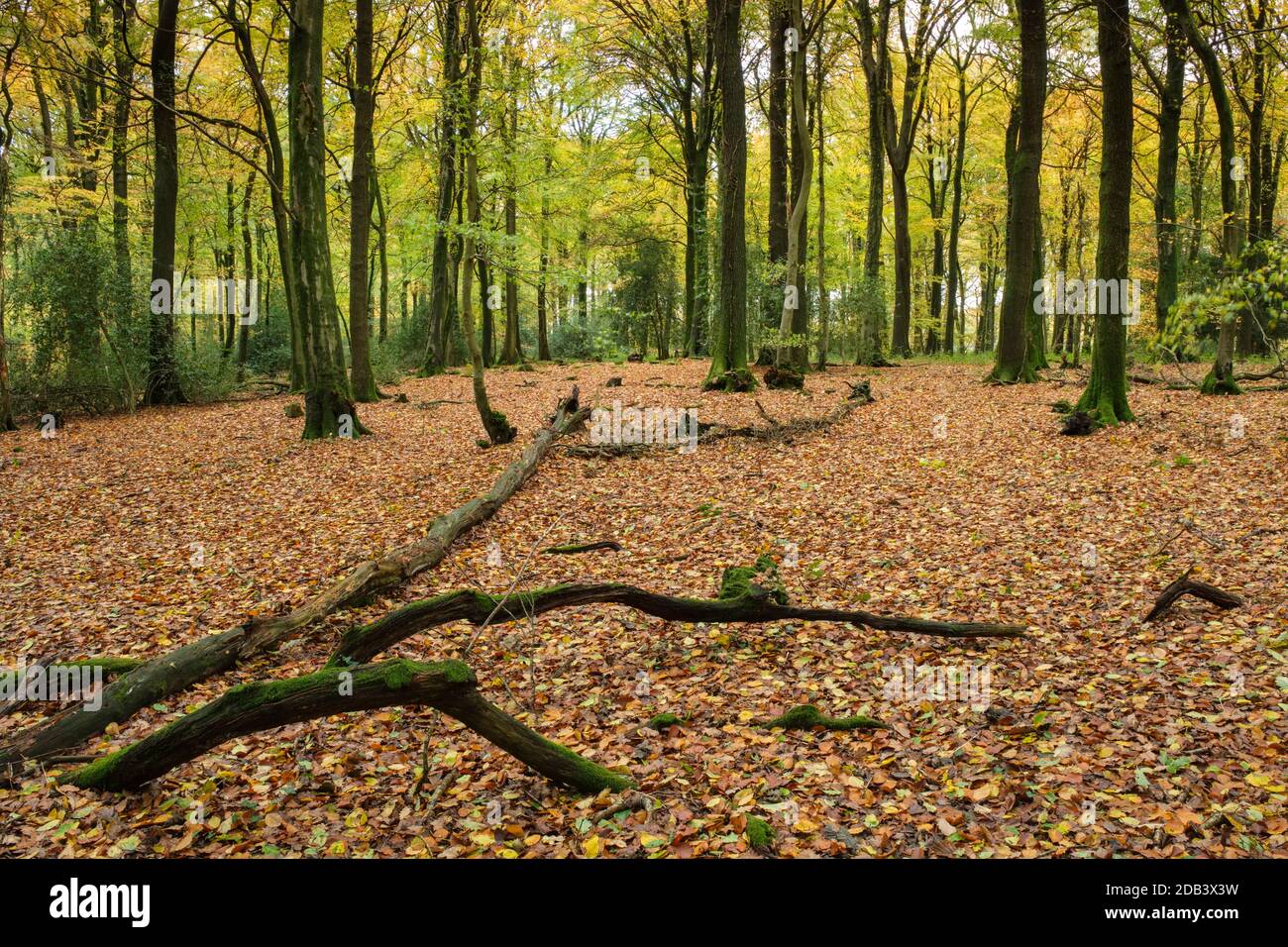 Ein Teppich aus Herbstblättern im Wald in der Nähe von Monmouth, South Wales. Stockfoto
