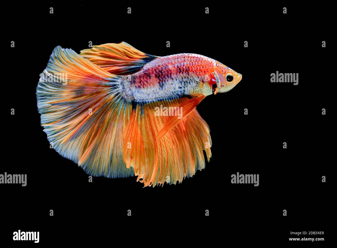 Blue Betta Stockfotos Und Bilder Kaufen Seite 3 Alamy