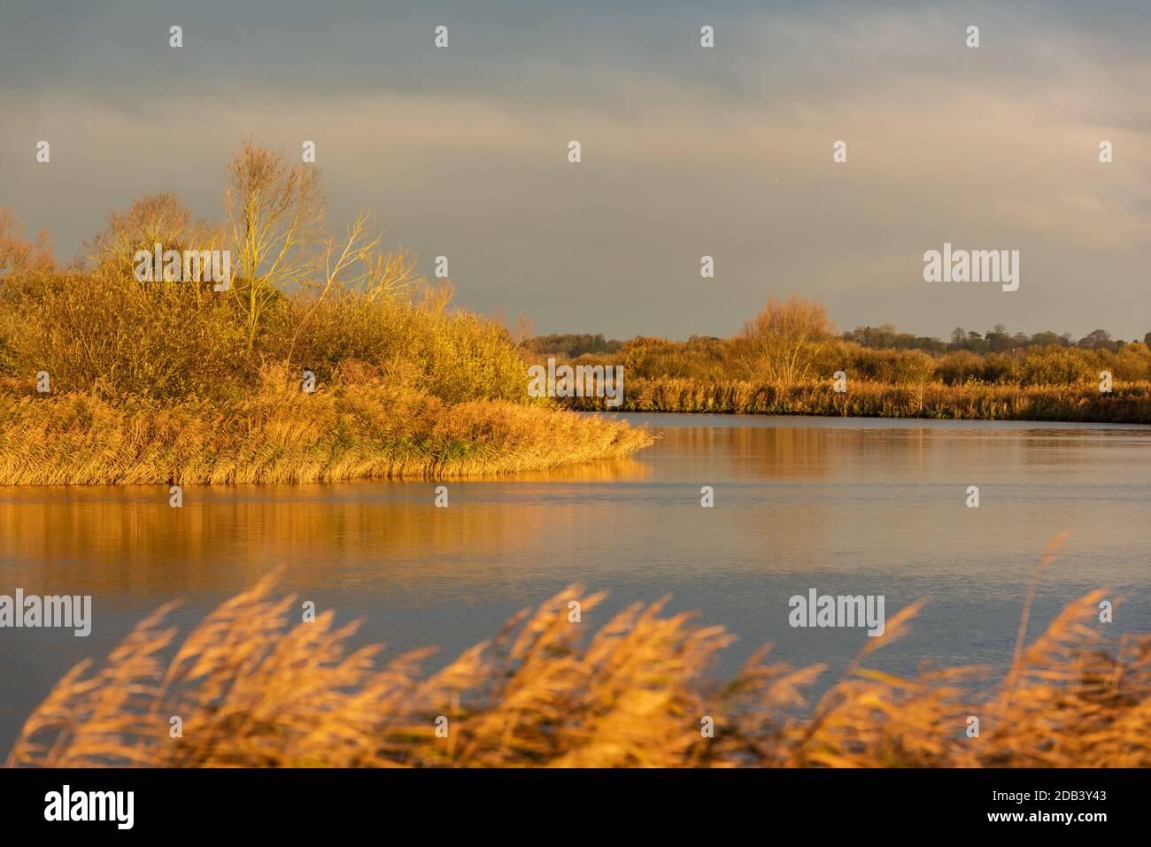 Sonnenbeschienenen Schilf und Bäume am Flussufer i.. Strumpshaw Fen, November 2020 Stockfoto