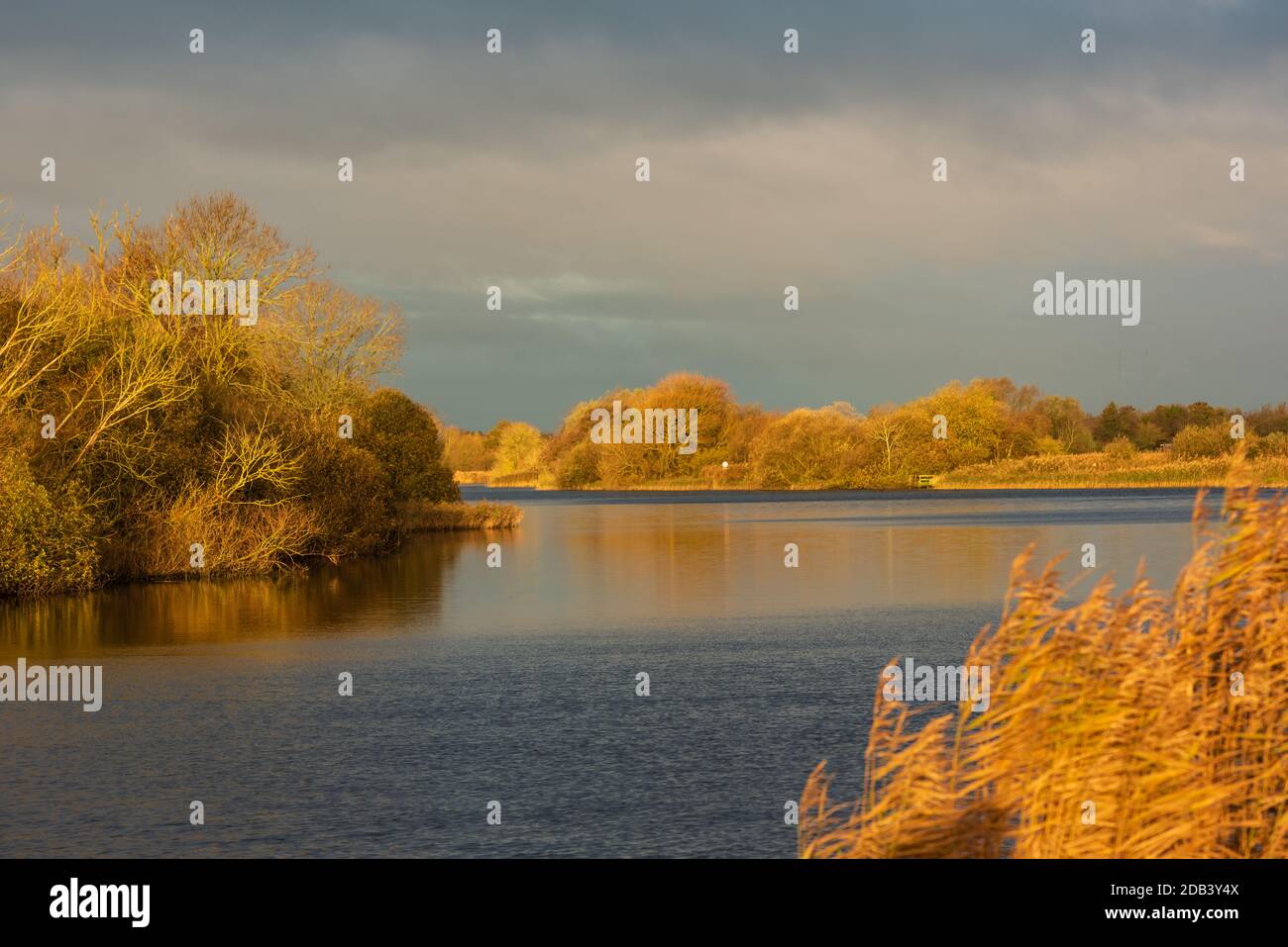 Sonnenbeschienene Schilf und Bäume am Flussufer ii. Strumpshaw Fen, November 2020 Stockfoto