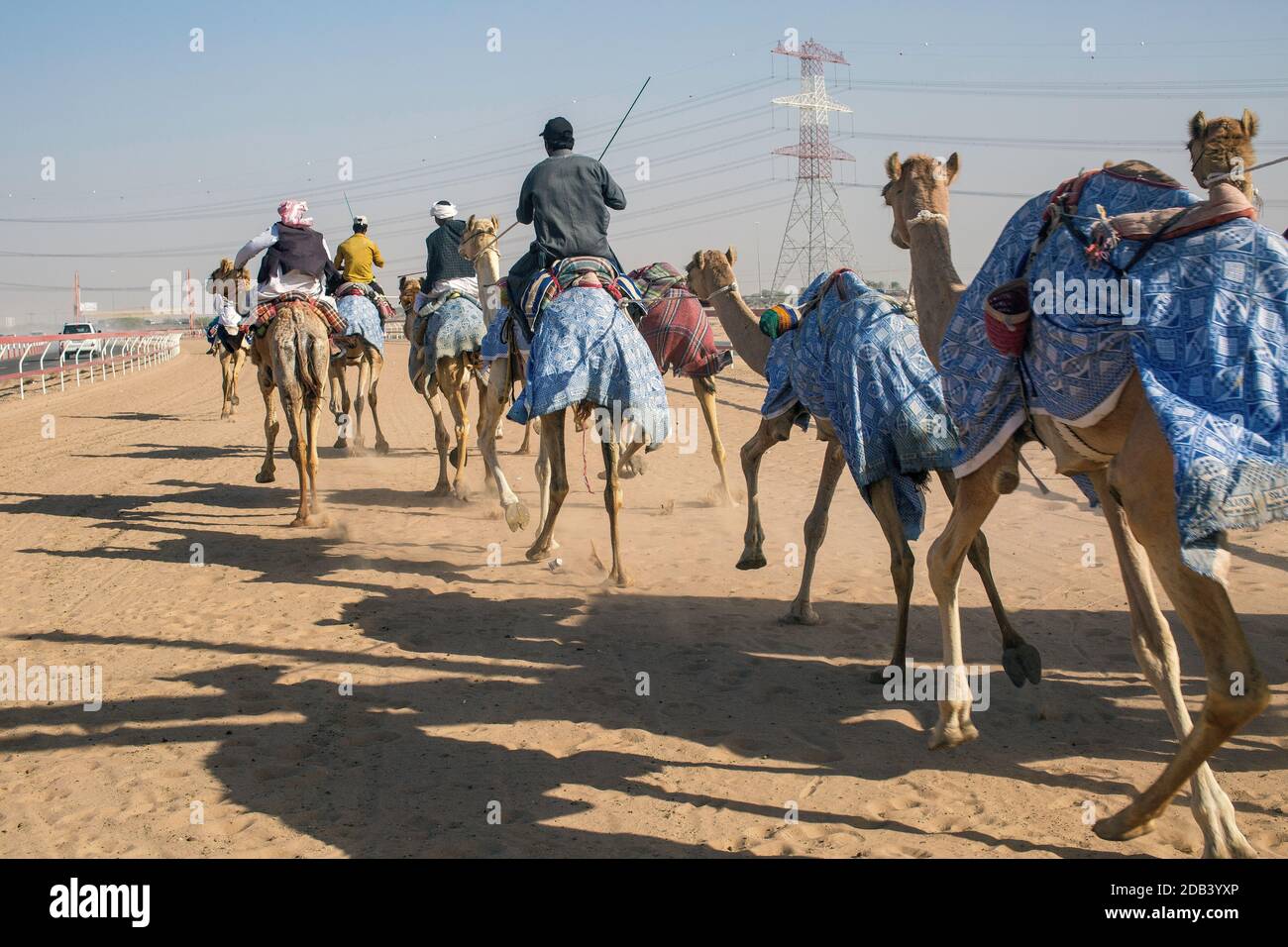 Vereinigte Arabische Emirate / Al Dhaid / Kameltrainer mit ihren Kamelen. Stockfoto