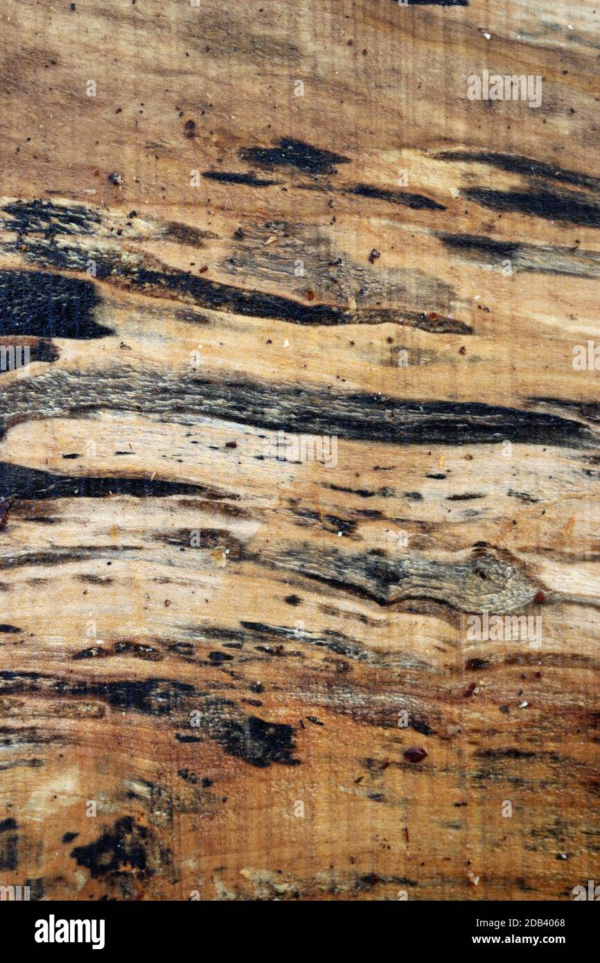 Spalted Maple, Acer Species, Tree Sawn Timber Plank mit Knoten, Getreide, Pilzspaltmarken und Regenwasser und könnte als Hintergrund verwendet werden. Stockfoto