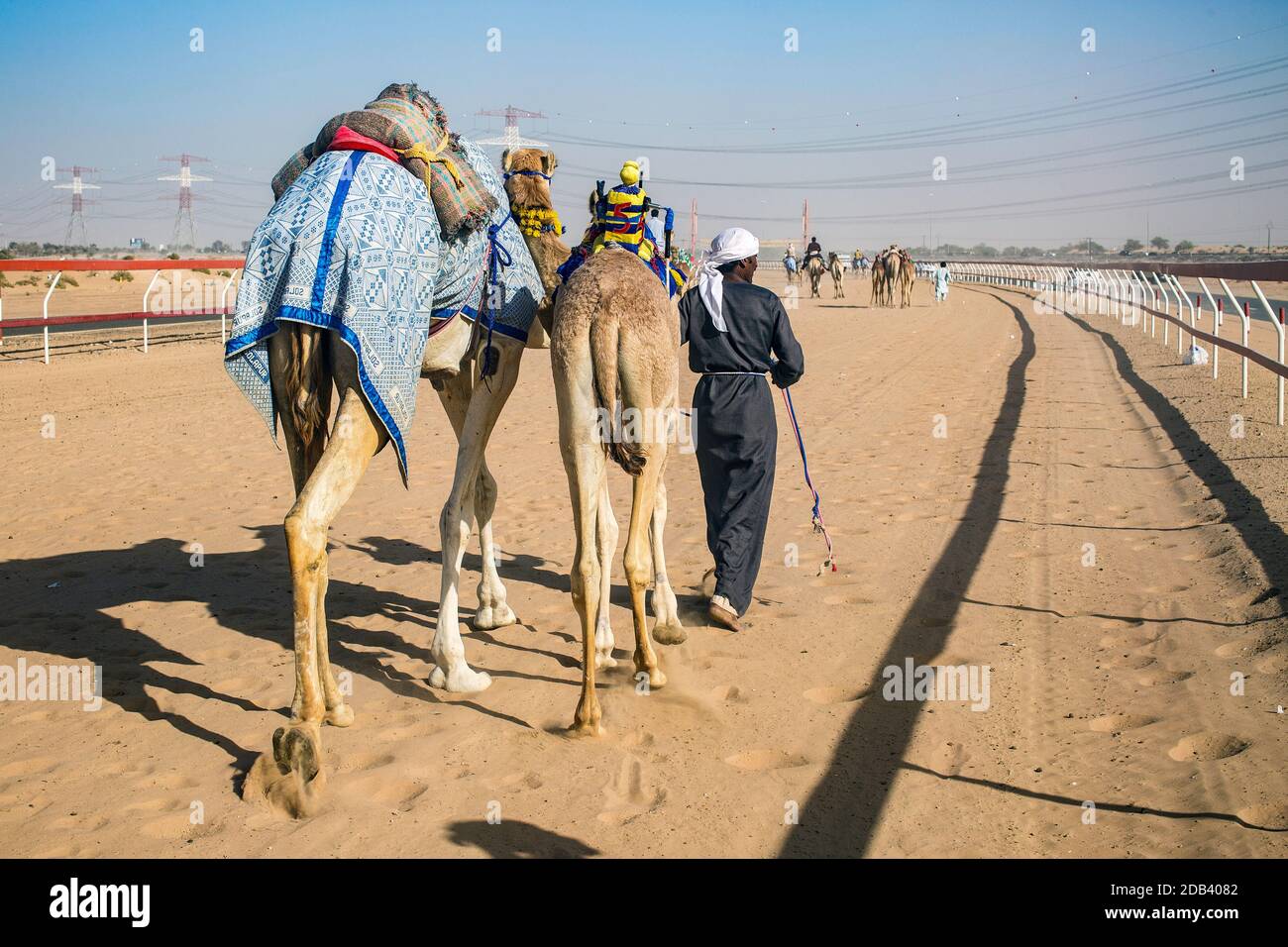 Vereinigte Arabische Emirate / Al Dhaid / Kamelrennen in Zentrale Region des Emirats Sharjah in den Vereinigten Staaten Arabische EmirateDie Handler sichern auch kleine Ele Stockfoto