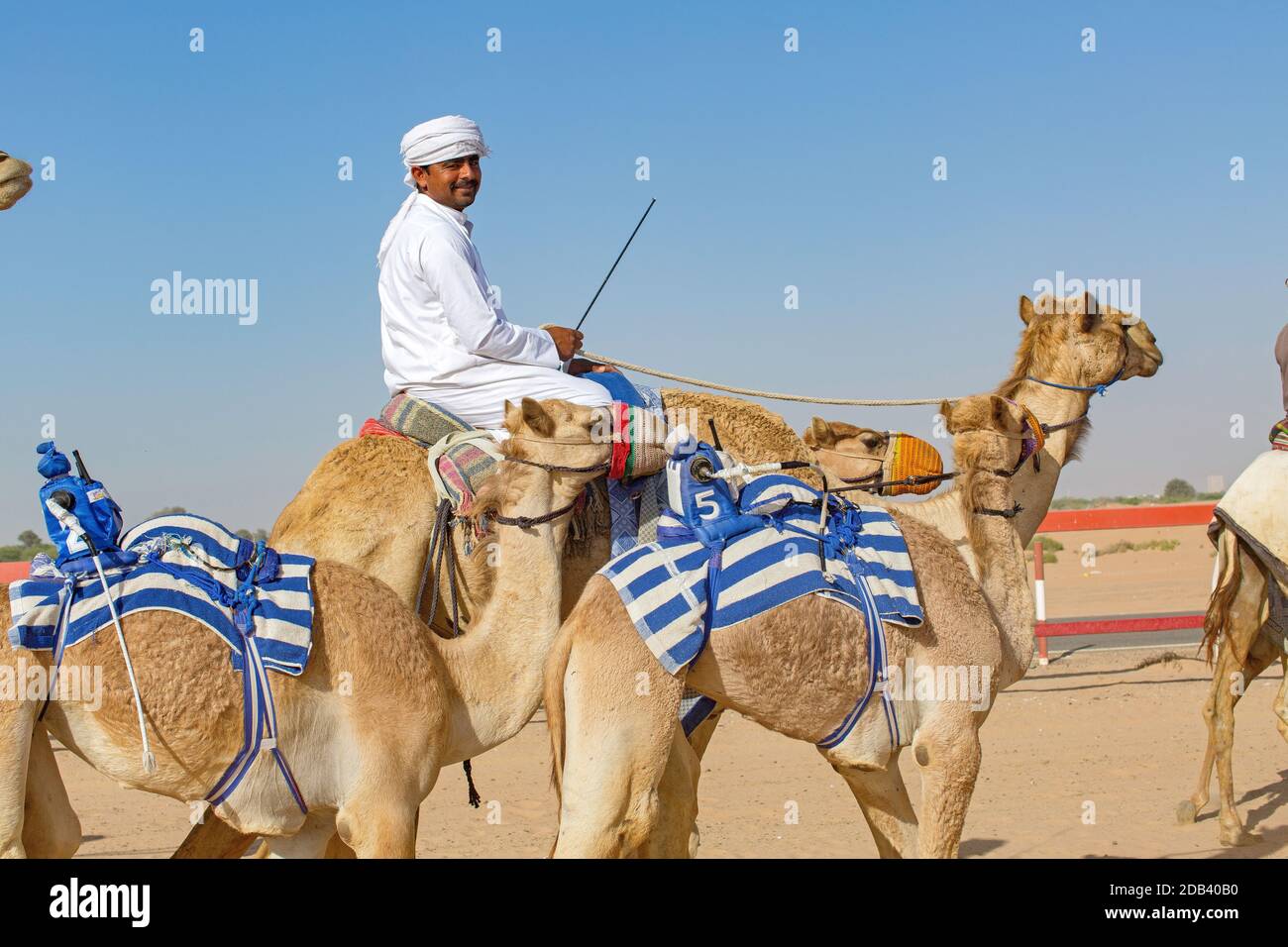 Vereinigte Arabische Emirate / Al Dhaid / Kamelrennen in Zentrale Region des Emirats Sharjah in den Vereinigten Staaten Arabische EmirateDie Handler sichern auch kleine Ele Stockfoto
