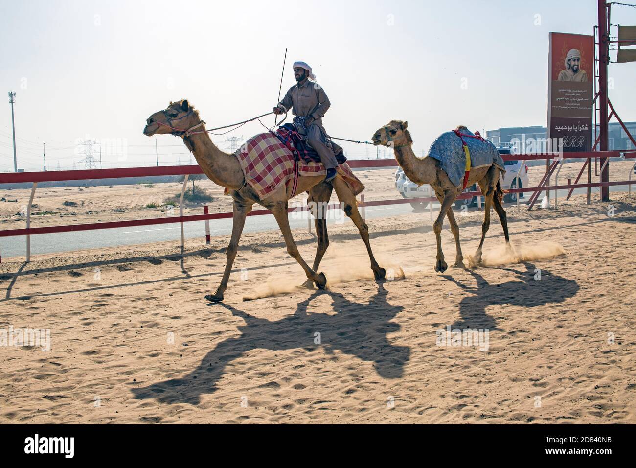 Vereinigte Arabische Emirate / Al Dhaid / Kamelrennen in der Zentralregion des Emirats Sharjah im Vereinigten Arabischen Emirat. Stockfoto