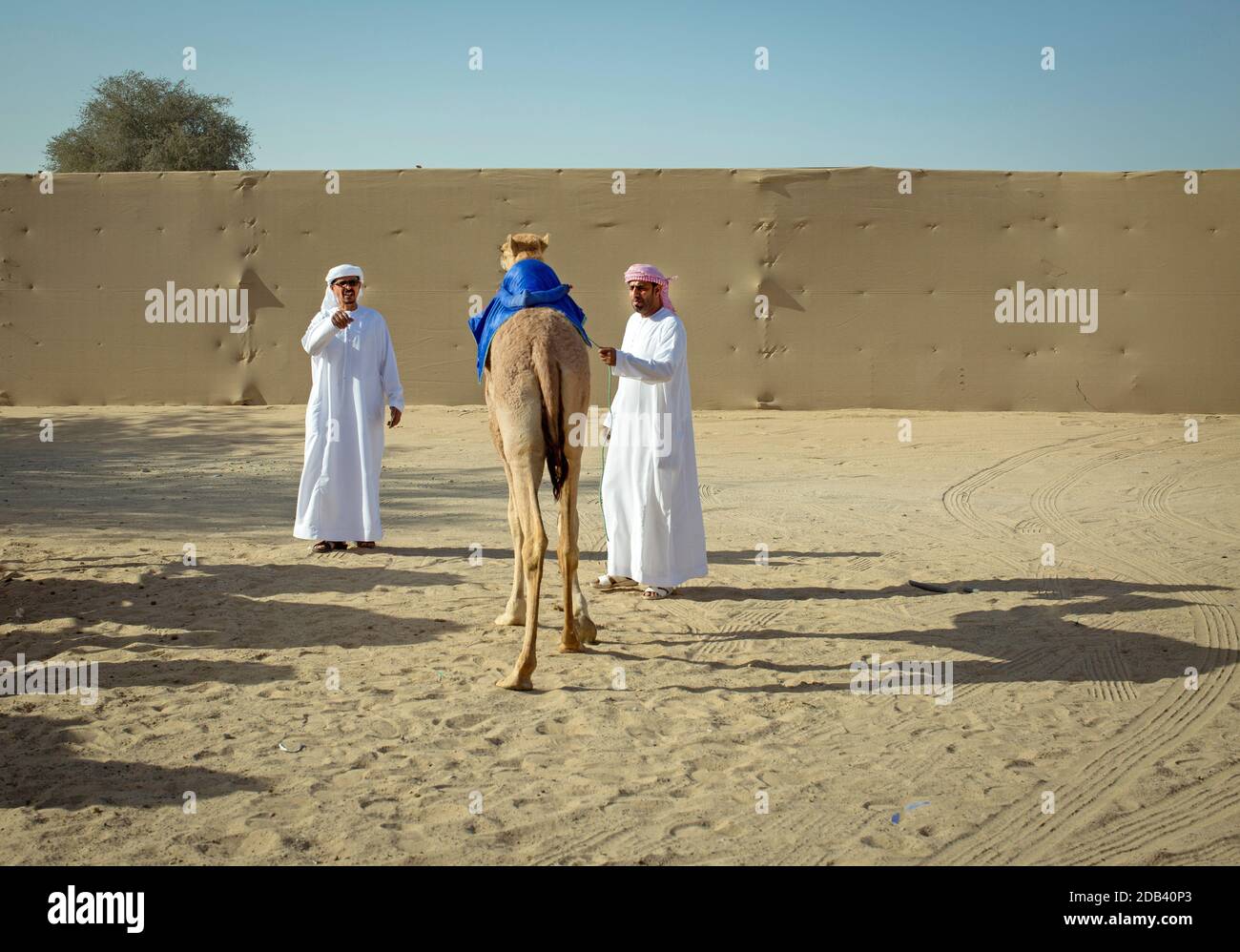 Vereinigte Arabische Emirate / Al Dhaid / Kamelbesitzer mit seinen Kamelen, in der Nähe der Kamelrennbahn. Stockfoto
