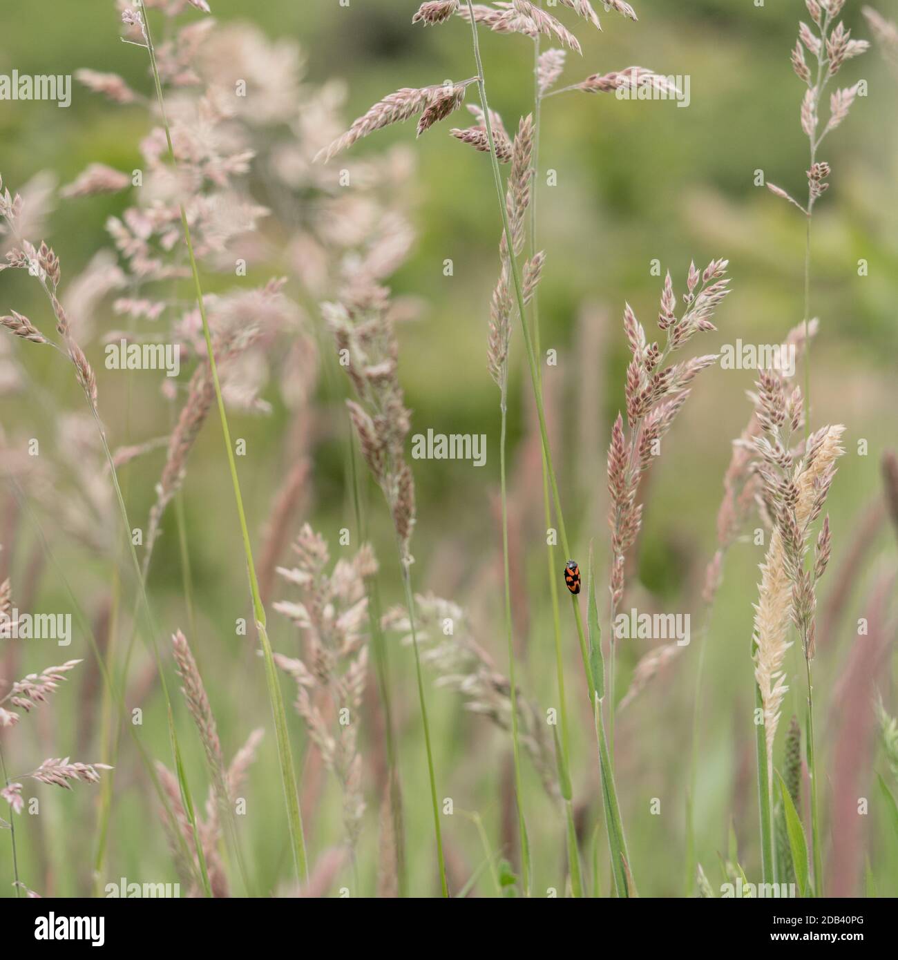 Ein einzelner isolierter ein Froghopper auf Stiel Stängel von in Samtfeld Wiese weichen Yorkshire Nebel Gras Stockfoto