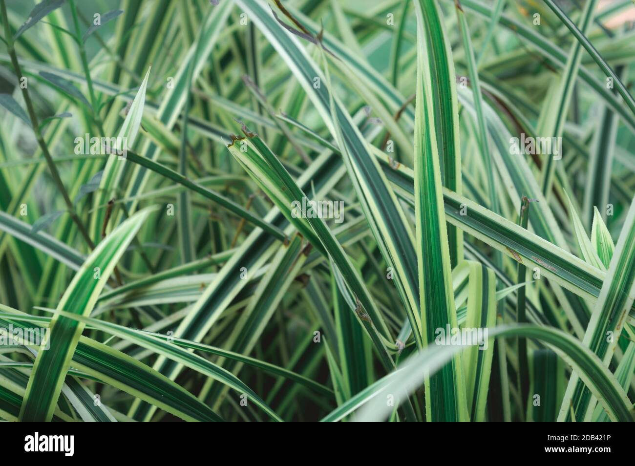 Abstrakter Hintergrund der grünen Pflanzenblätter. Texturierter Effekt. Grashalme in üppiger grüner Wiese. Natürliche Designelemente mit Kreuz und quer. Vollbild. W Stockfoto