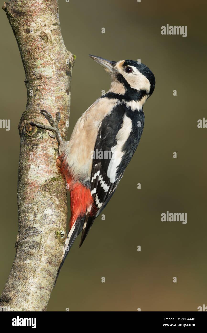 Große Specht Weibchen auf einem Baum Zweig Stockfoto