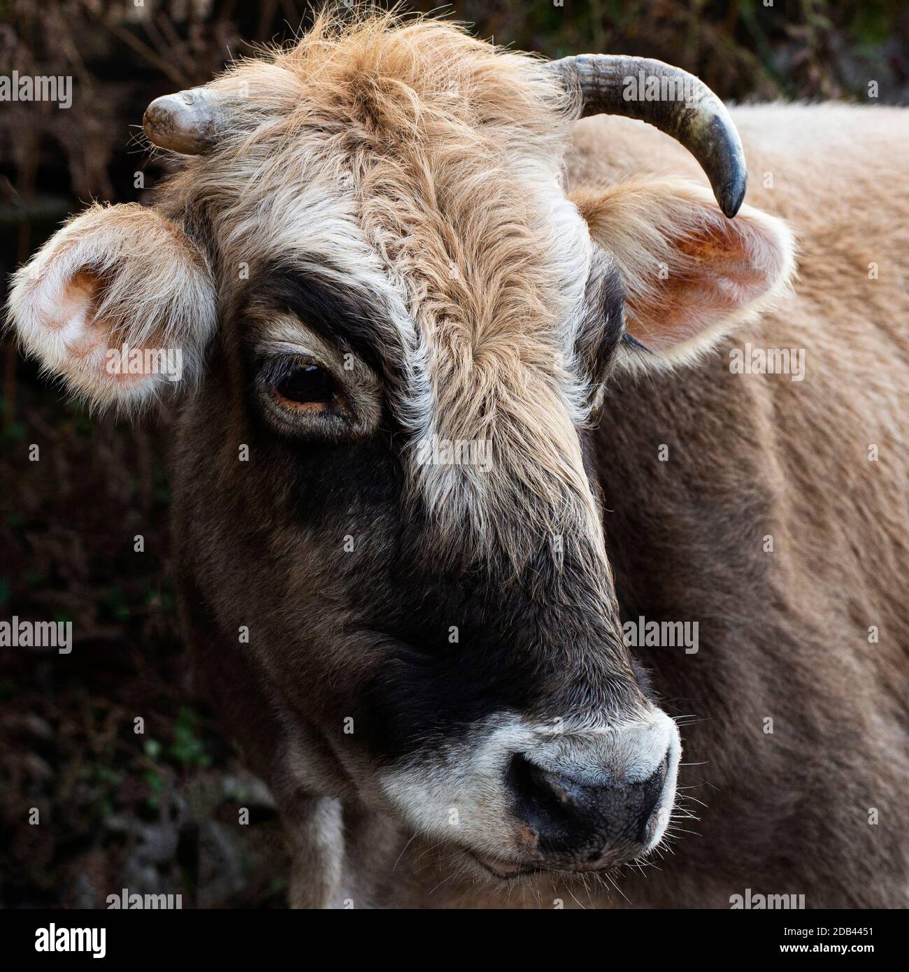 Junge Rinder mit einer schönen Schnauze. Nahaufnahme des Kopfes eines Vollblutbullen Stockfoto