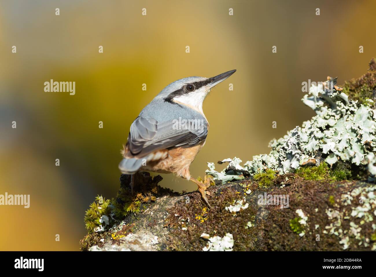 Ein Nuthatch, der über die Schulter schaut Stockfoto