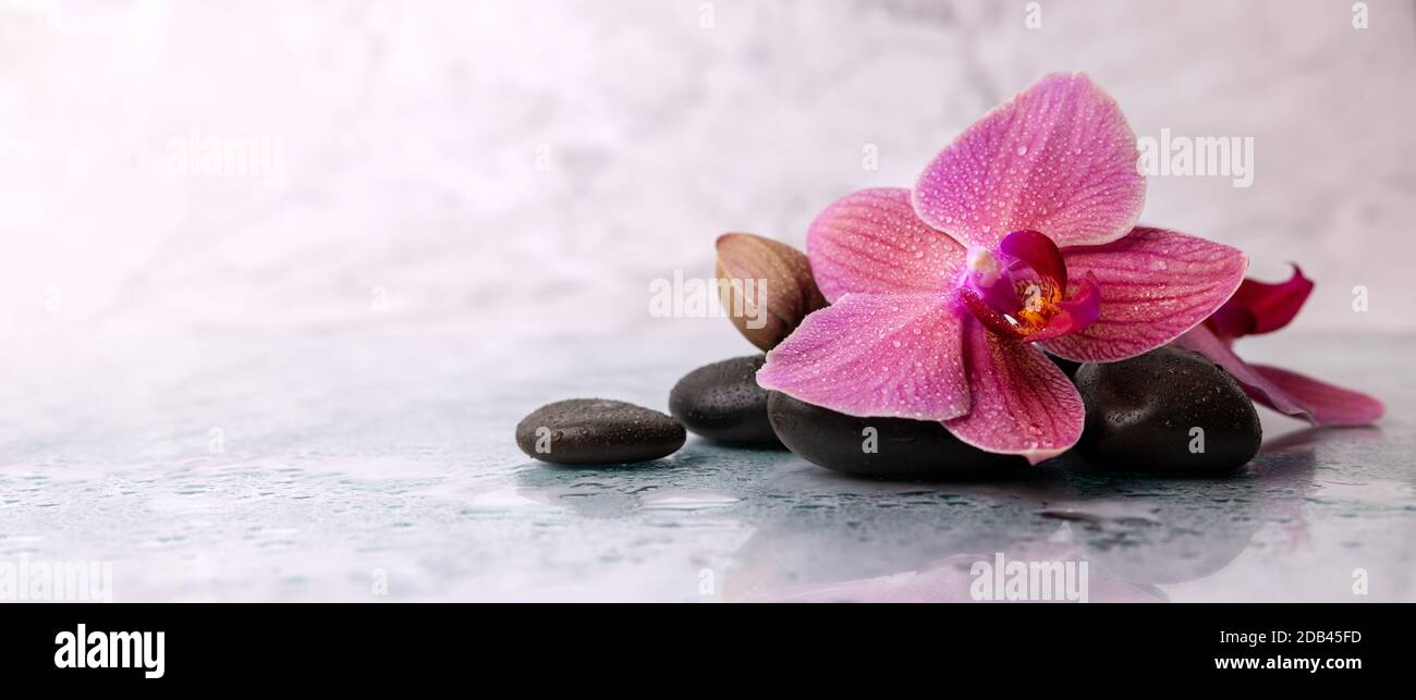 Nasse Orchideenblume mit Spa-Steinen auf weißem Marmorhintergrund. Wellness Beauty-Behandlung. Banner-Kopierraum Stockfoto