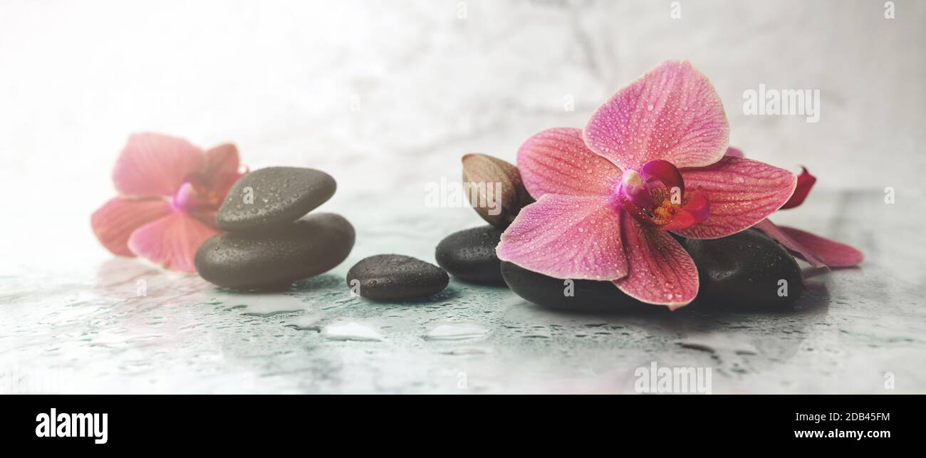 Alternative Therapie. Orchideenblumen mit schwarzen Steinen auf Marmorgrund. Banner Stockfoto