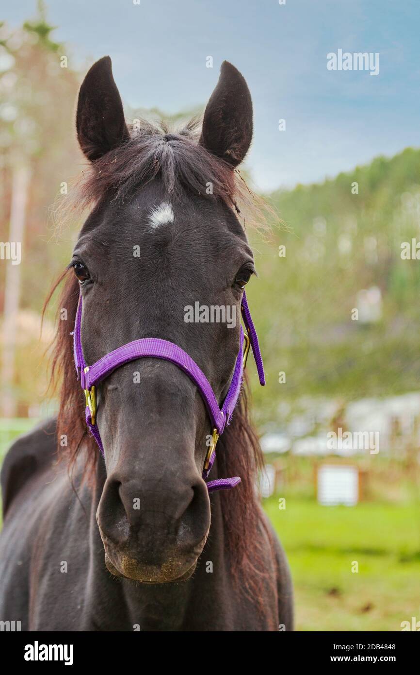 Eine Nahaufnahme eines schwarzen Pferdes (Equus ferus caballus) mit einem schwachen Stern, der auf die Kamera schaut, mit dem Bauernhaus im Hintergrund Stockfoto