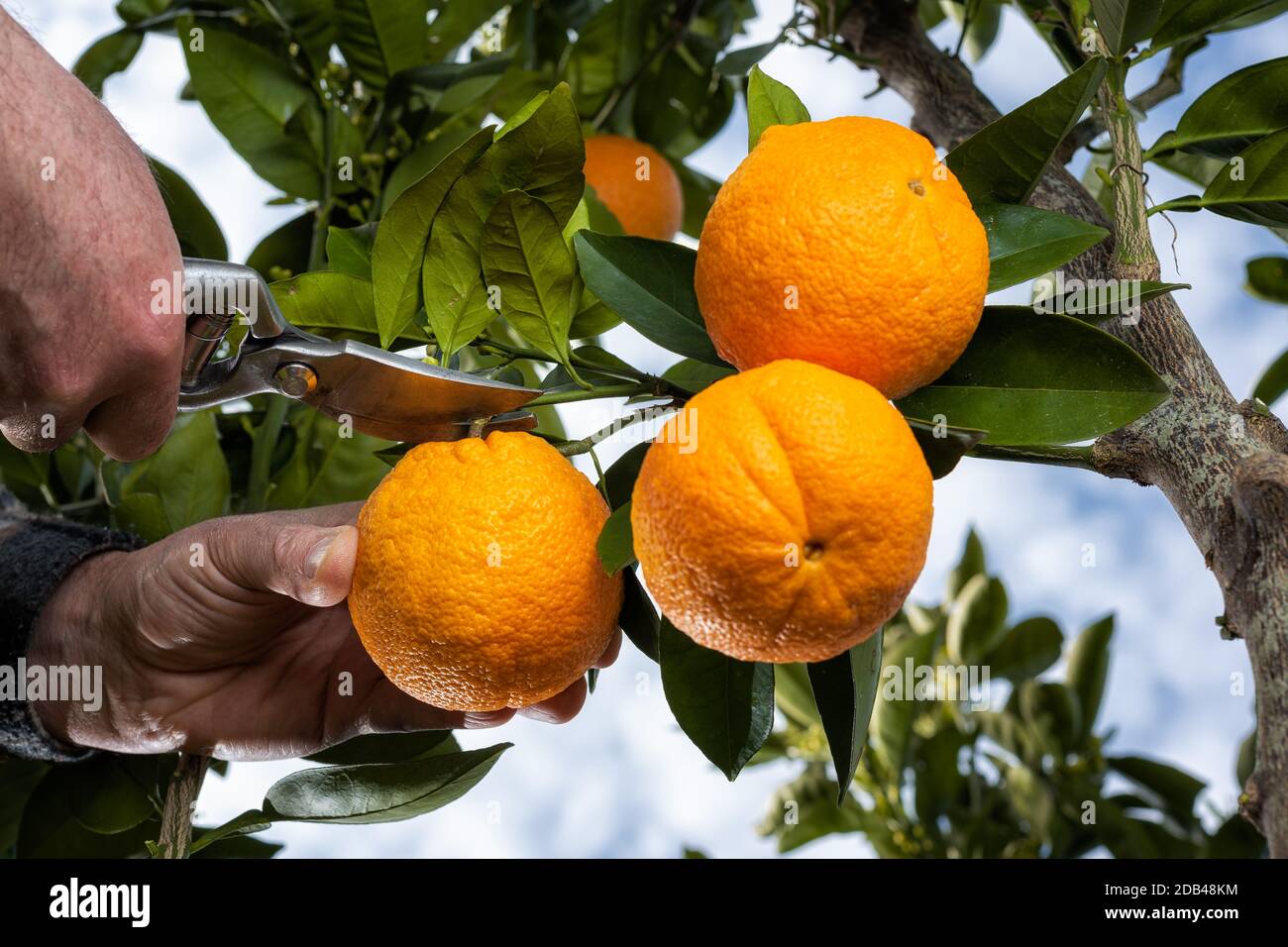 Untere Ansicht der Hände des Bauern, der die Orangen im Zitruhain mit einer Schere erntet. Traditionelle Landwirtschaft. Stockfoto